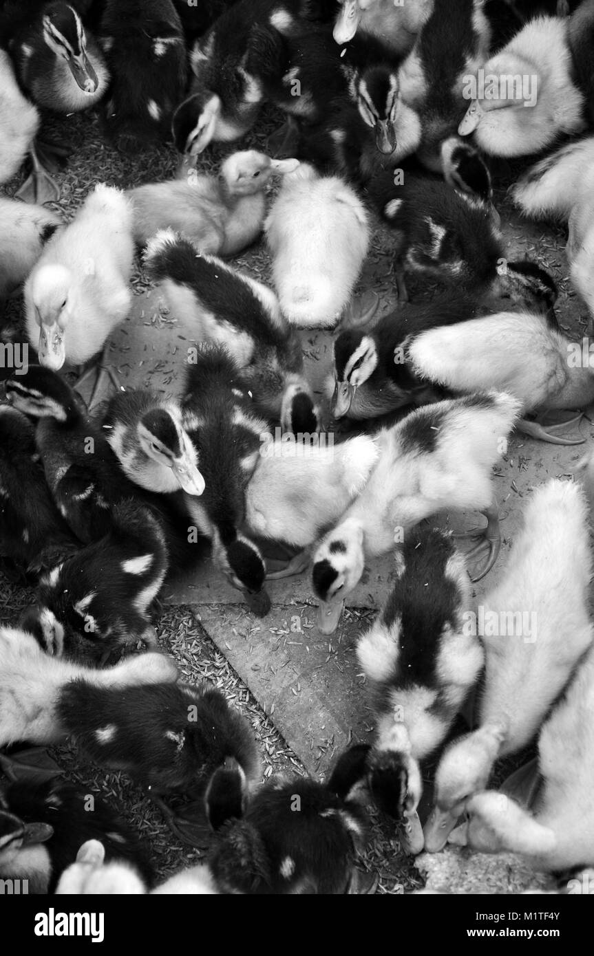 Ducks and Ducklings in a Box In Sa Pa Northern Vietnam Stock Photo