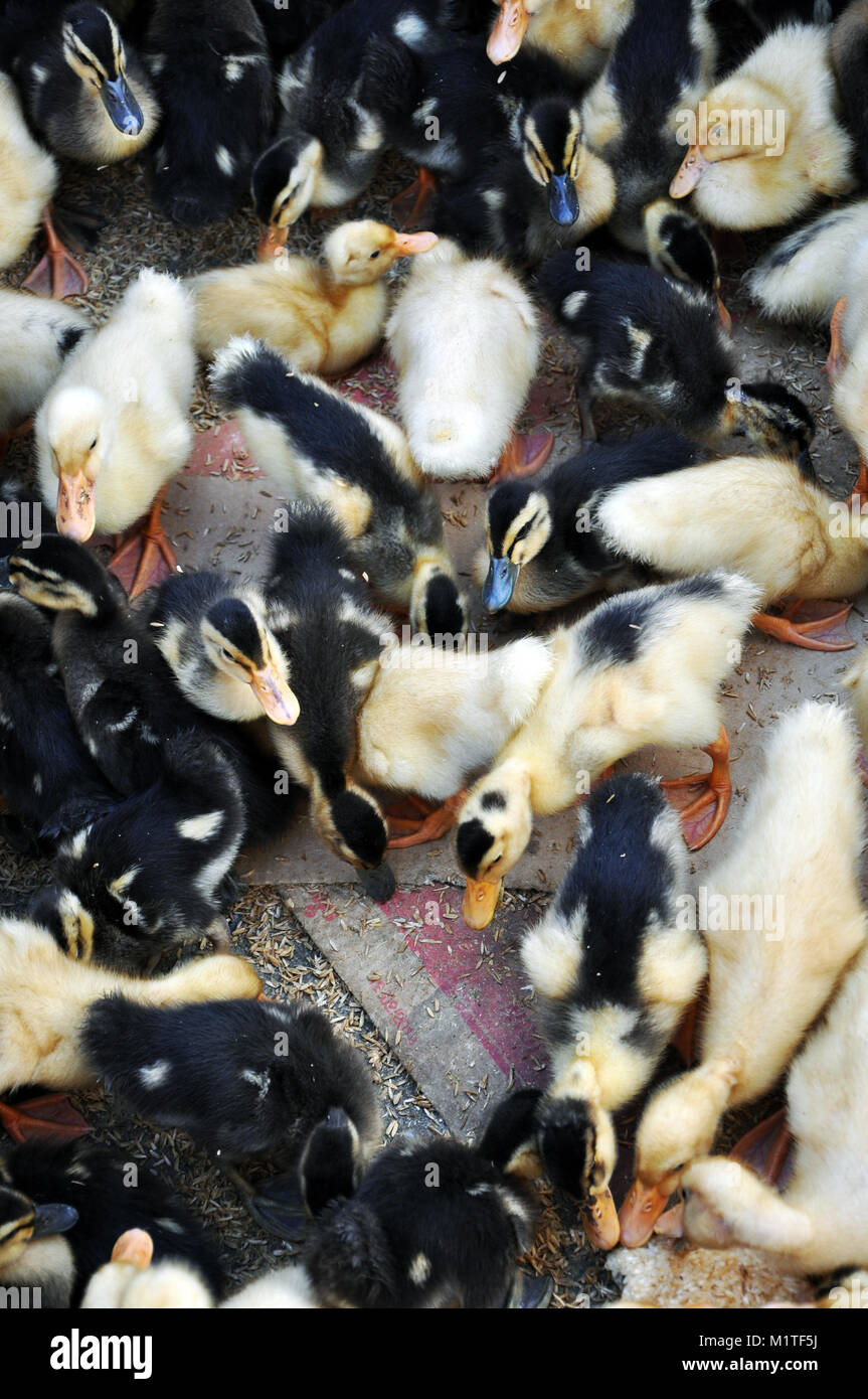 Ducks and Ducklings in a Box In Sa Pa Northern Vietnam Stock Photo