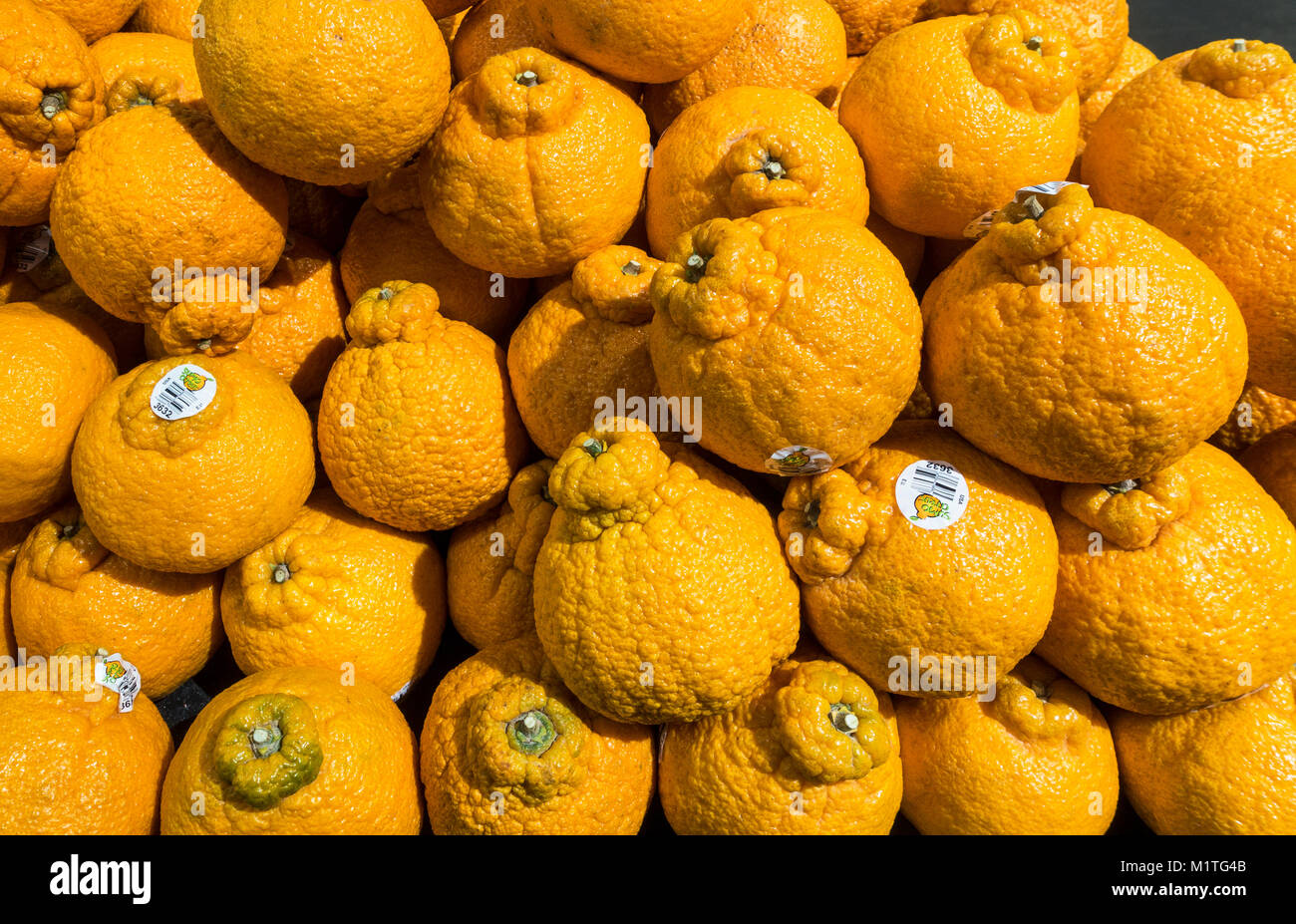 California Sumo Oranges in a New York supermarket Stock Photo Alamy