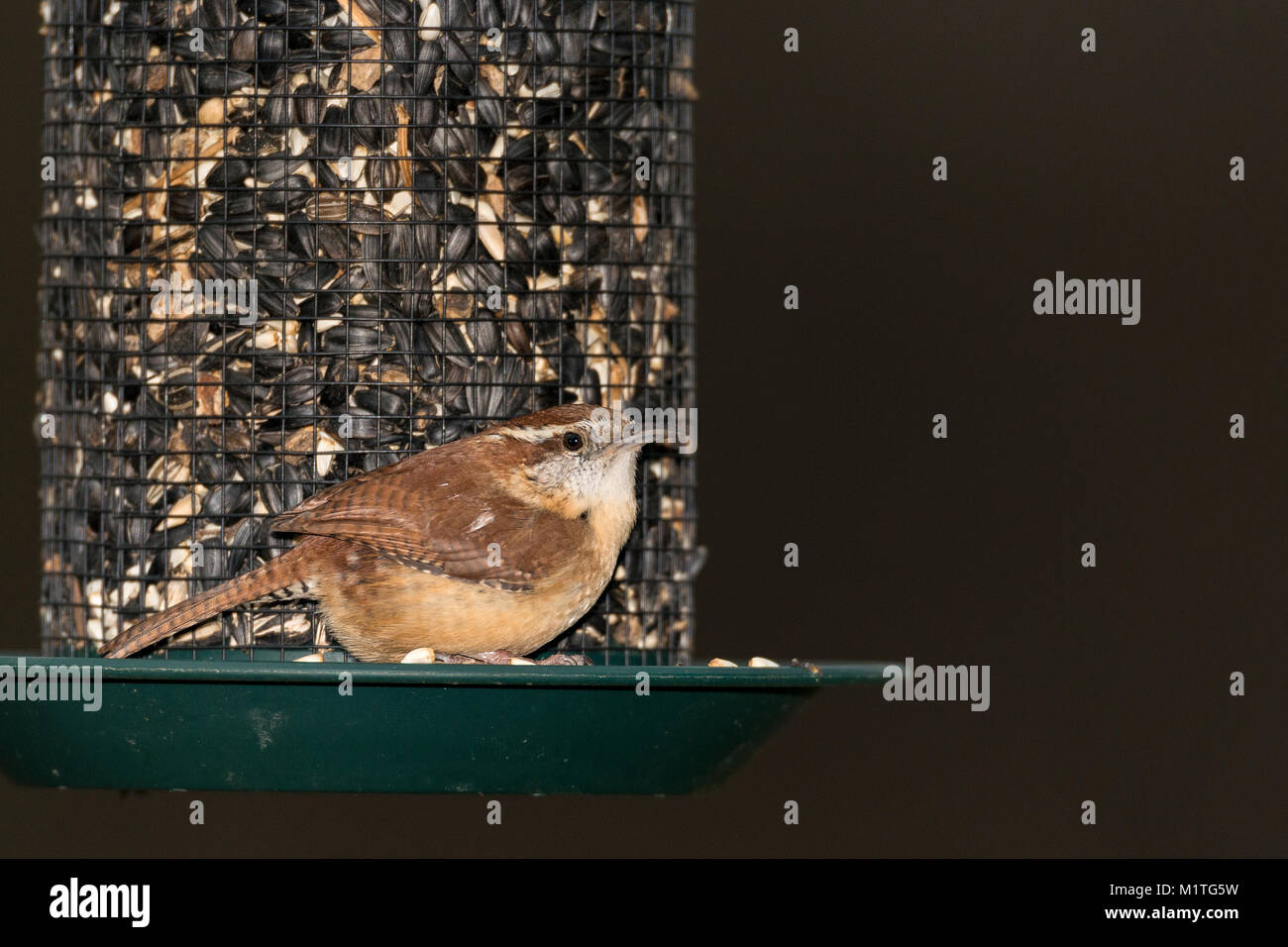 Carolina Wren on seed feeder. Stock Photo