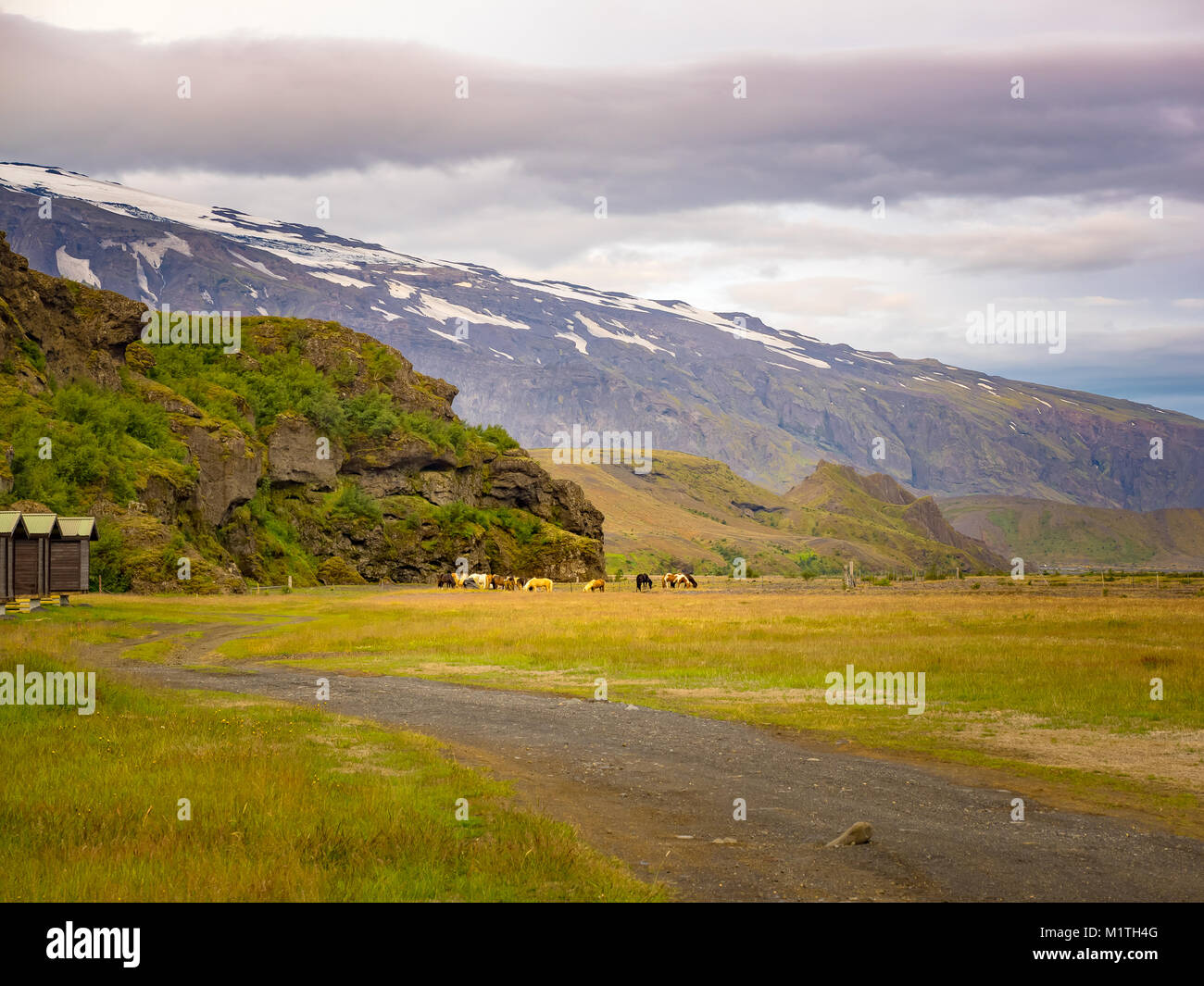 Flock of horses grazing in the grass field of rural Iceland Stock Photo