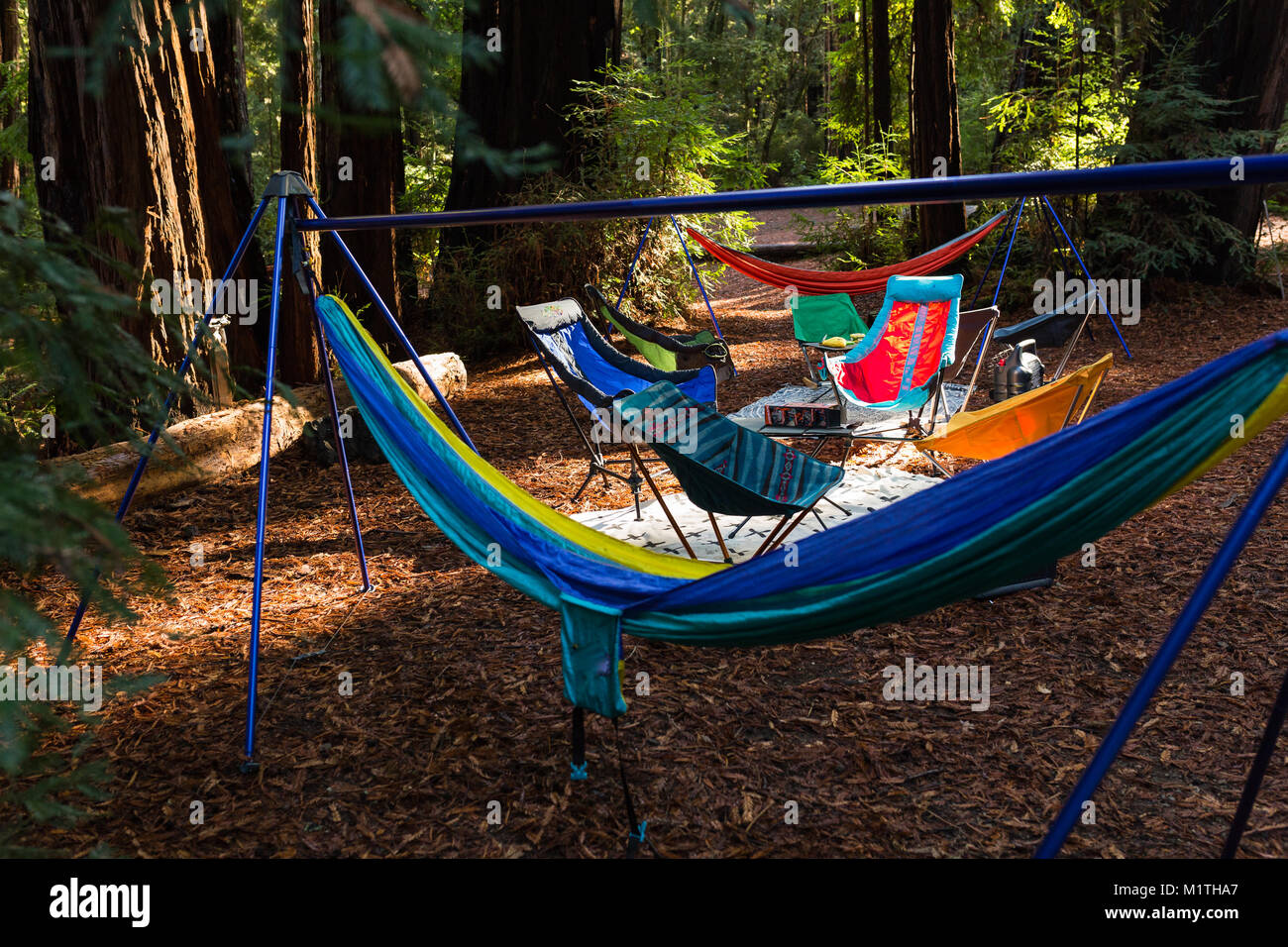 Folding camping chairs and hammocks decorate a campsite in a redwood forest Stock Photo