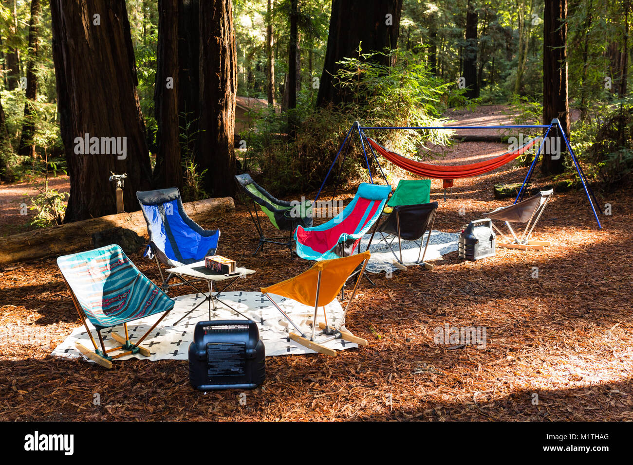 Folding camping chairs and hammocks decorate a campsite in a redwood forest Stock Photo