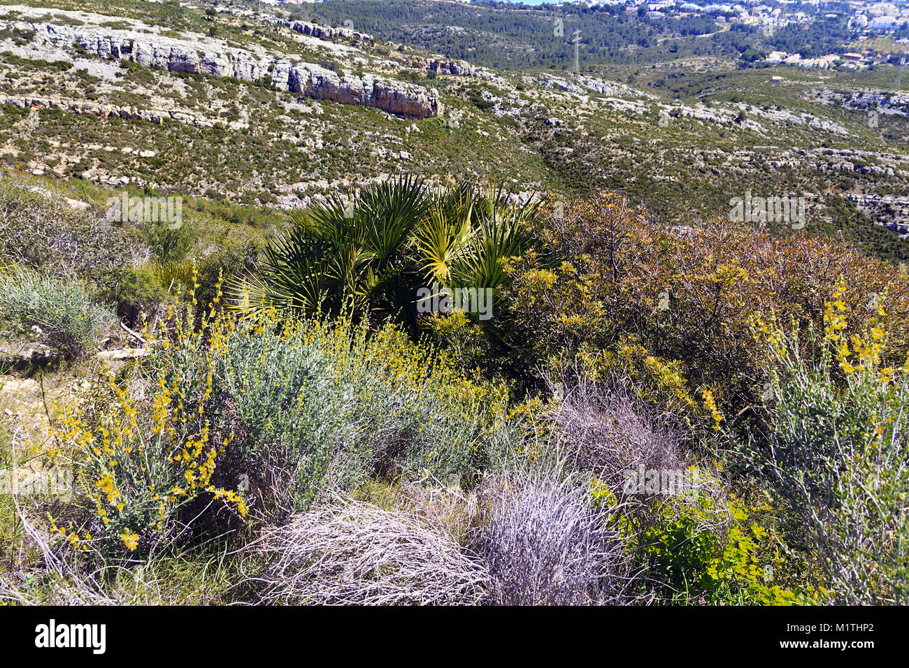 Plants growing naturally on the Mountain, Alcossebre, Spain Stock Photo