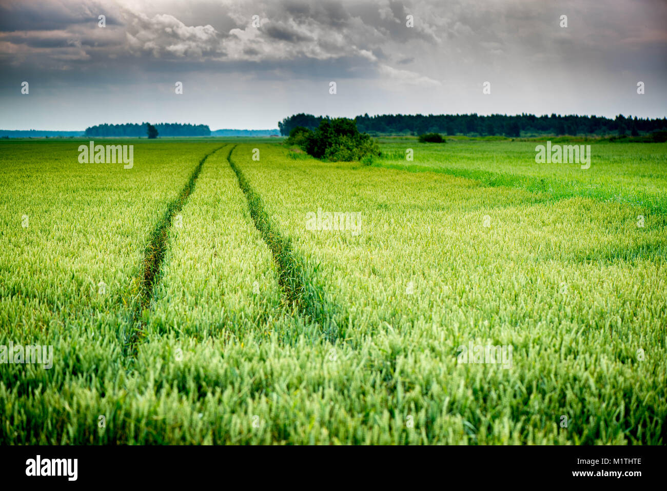 Heading for the storm and rain. Shot of a path in a wheat field Stock ...