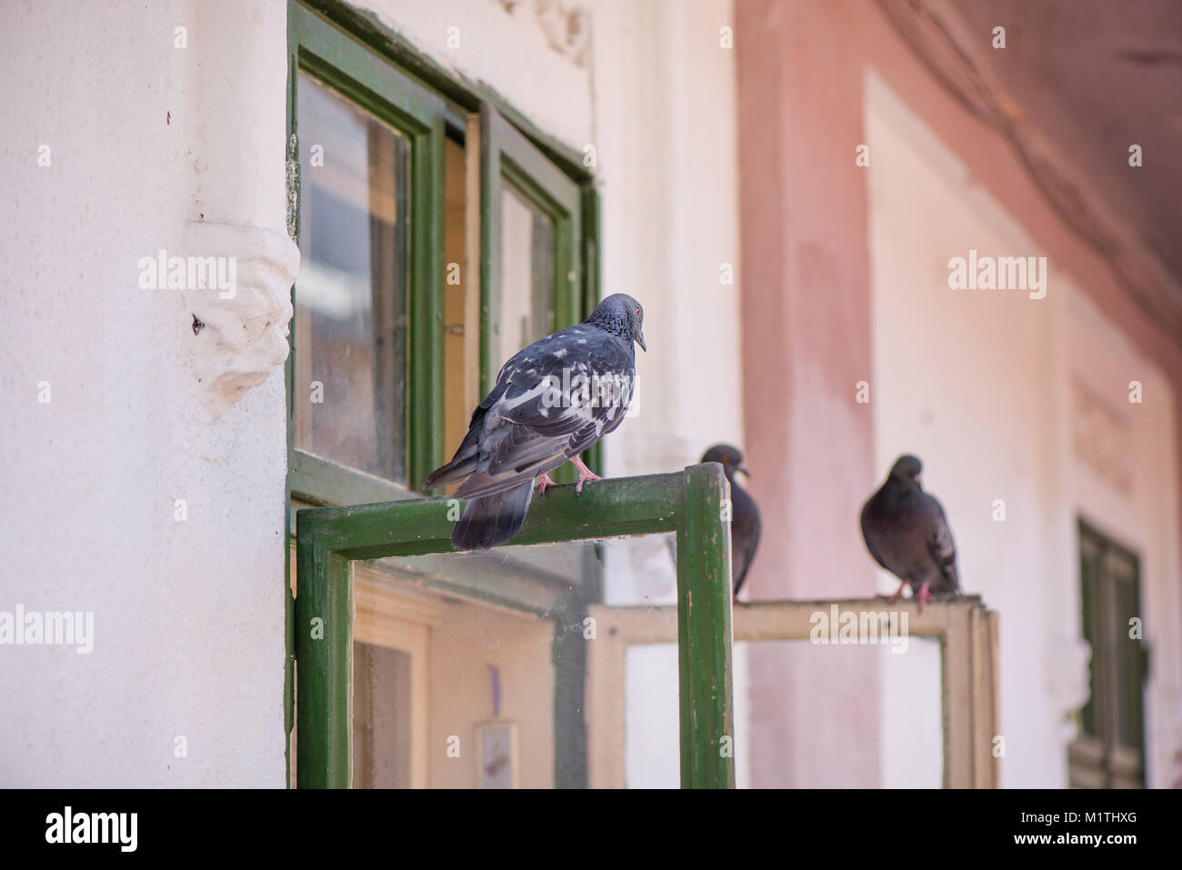 Pigeons sitting on window waiting for food. Birds having a conversation