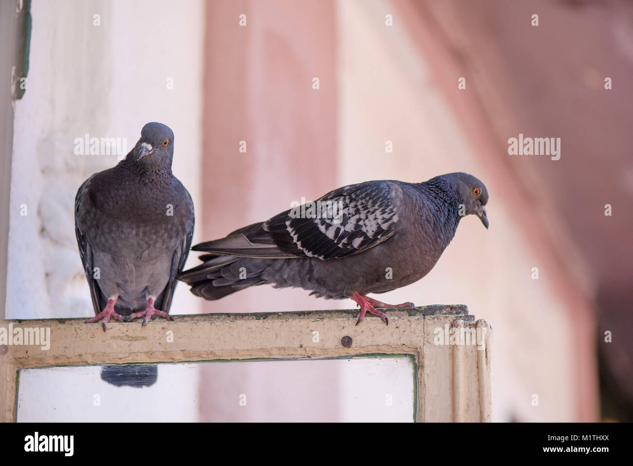 Pigeons sitting on window waiting for food. Birds having a conversation