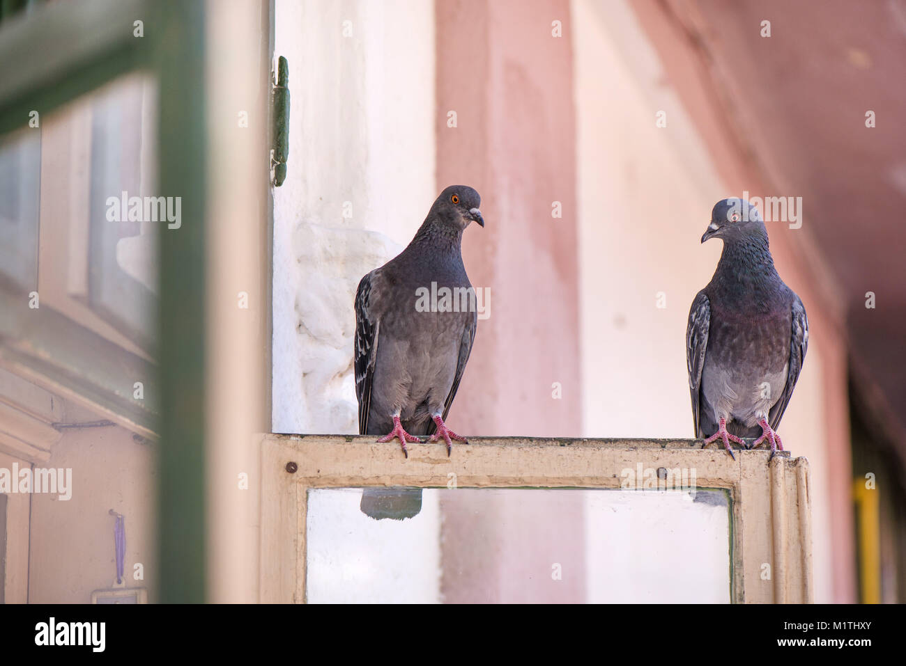 Pigeons sitting on window waiting for food. Birds having a conversation