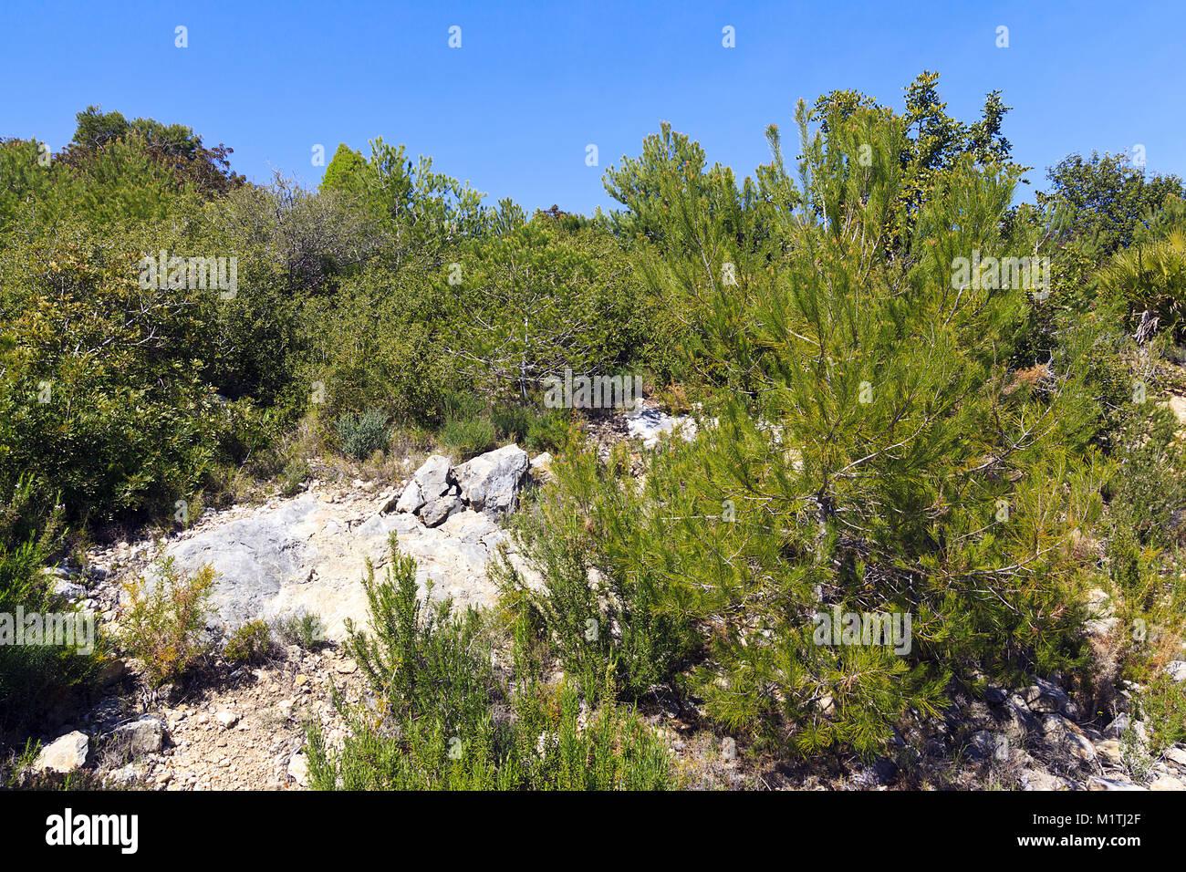 Plants growing naturally on the Mountain, Alcossebre, Spain Stock Photo