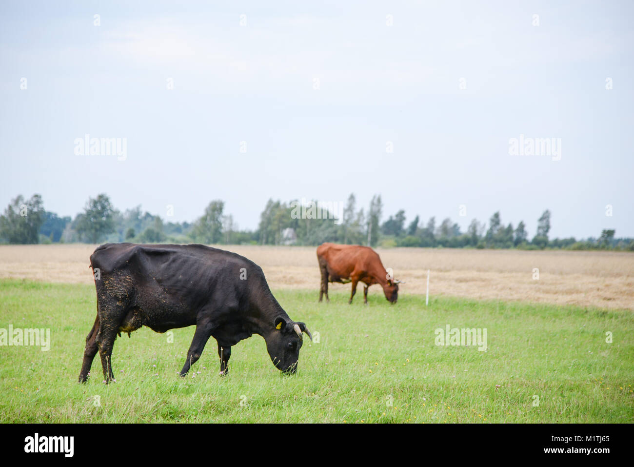 Cows eating green grass in meadow at countryside in the middle of ...