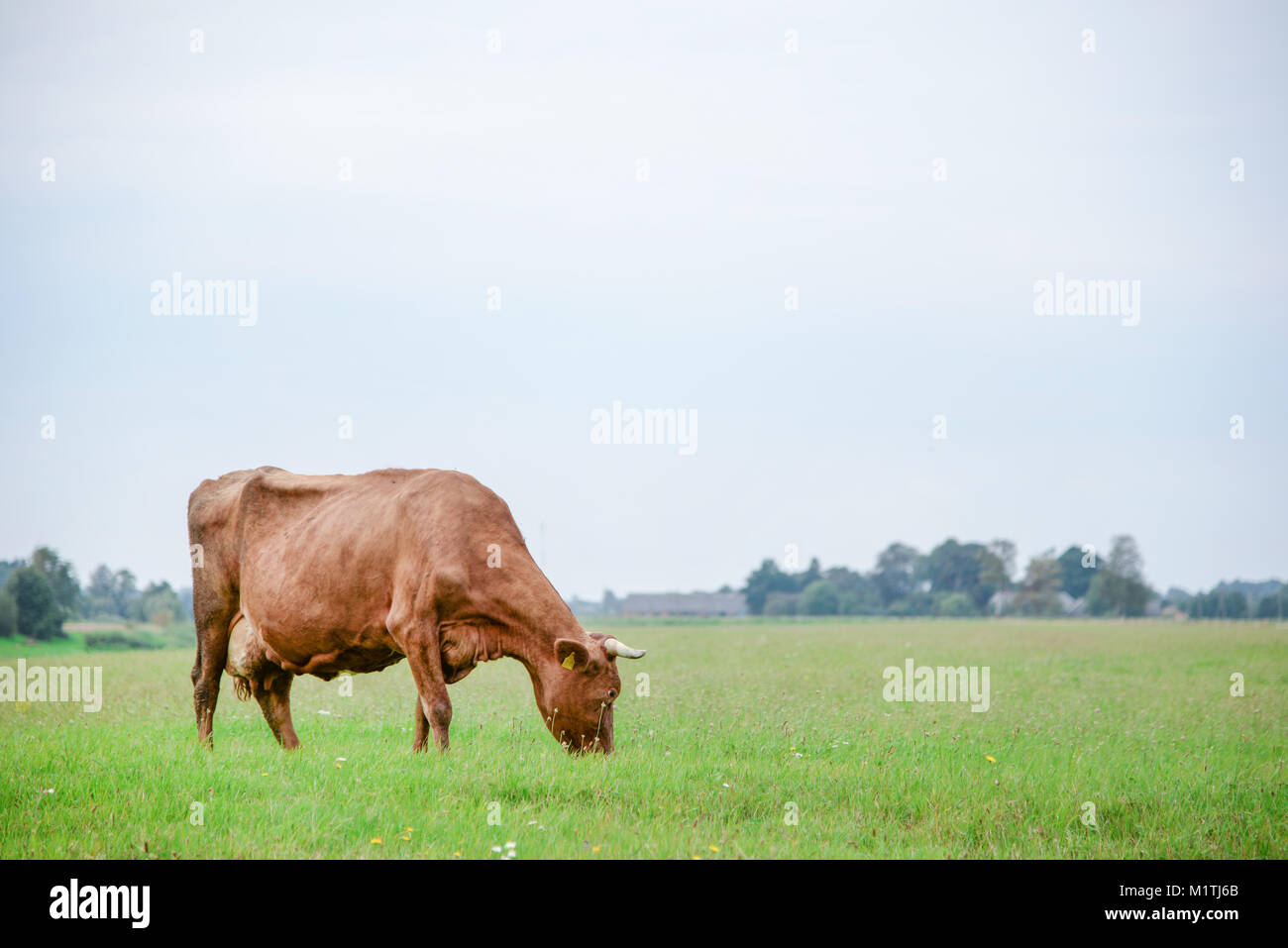 Cows eating green grass in meadow at countryside in the middle of summer Stock Photo Alamy