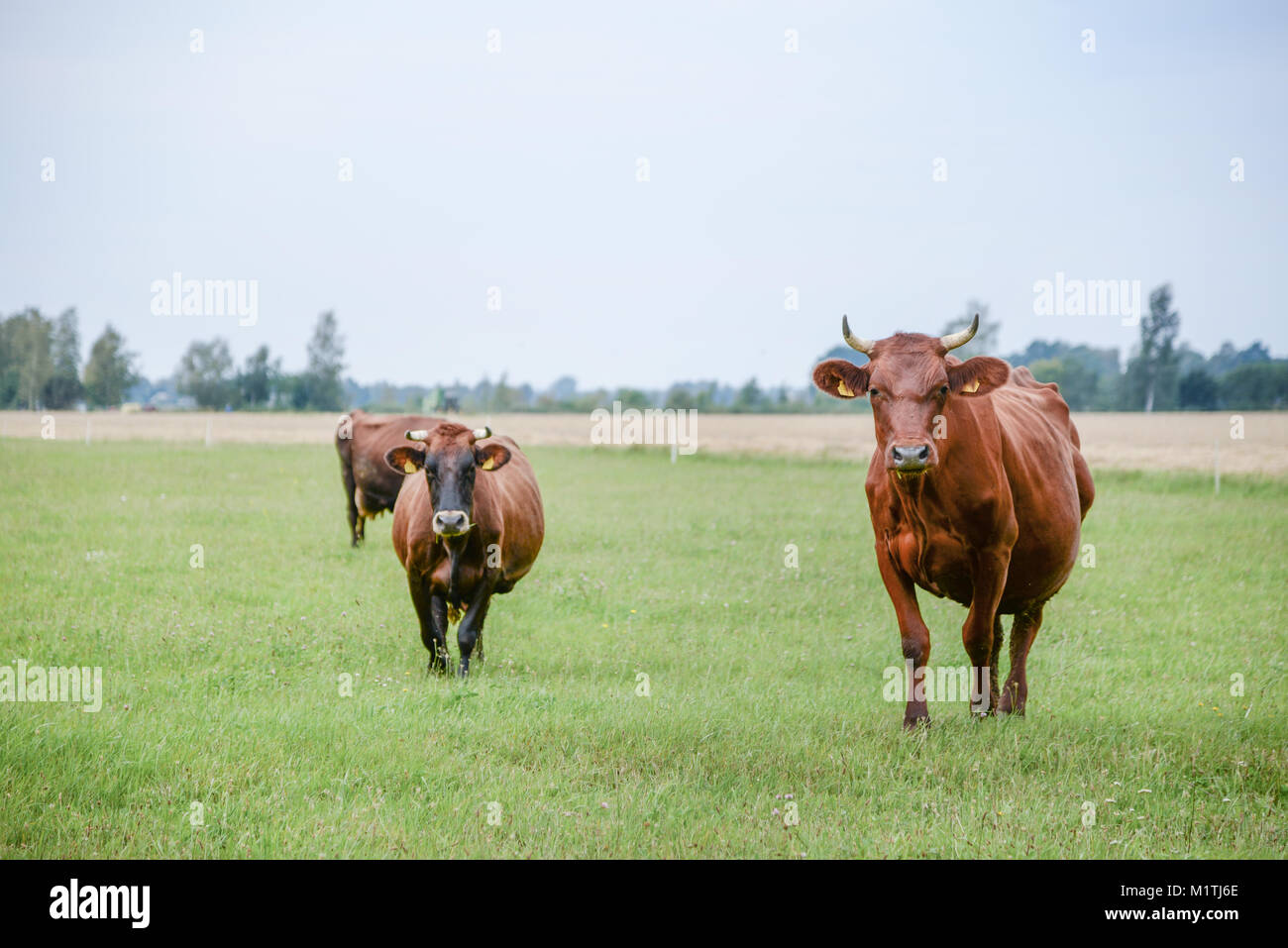 Cows eating green grass in meadow at countryside in the middle of summer Stock Photo Alamy