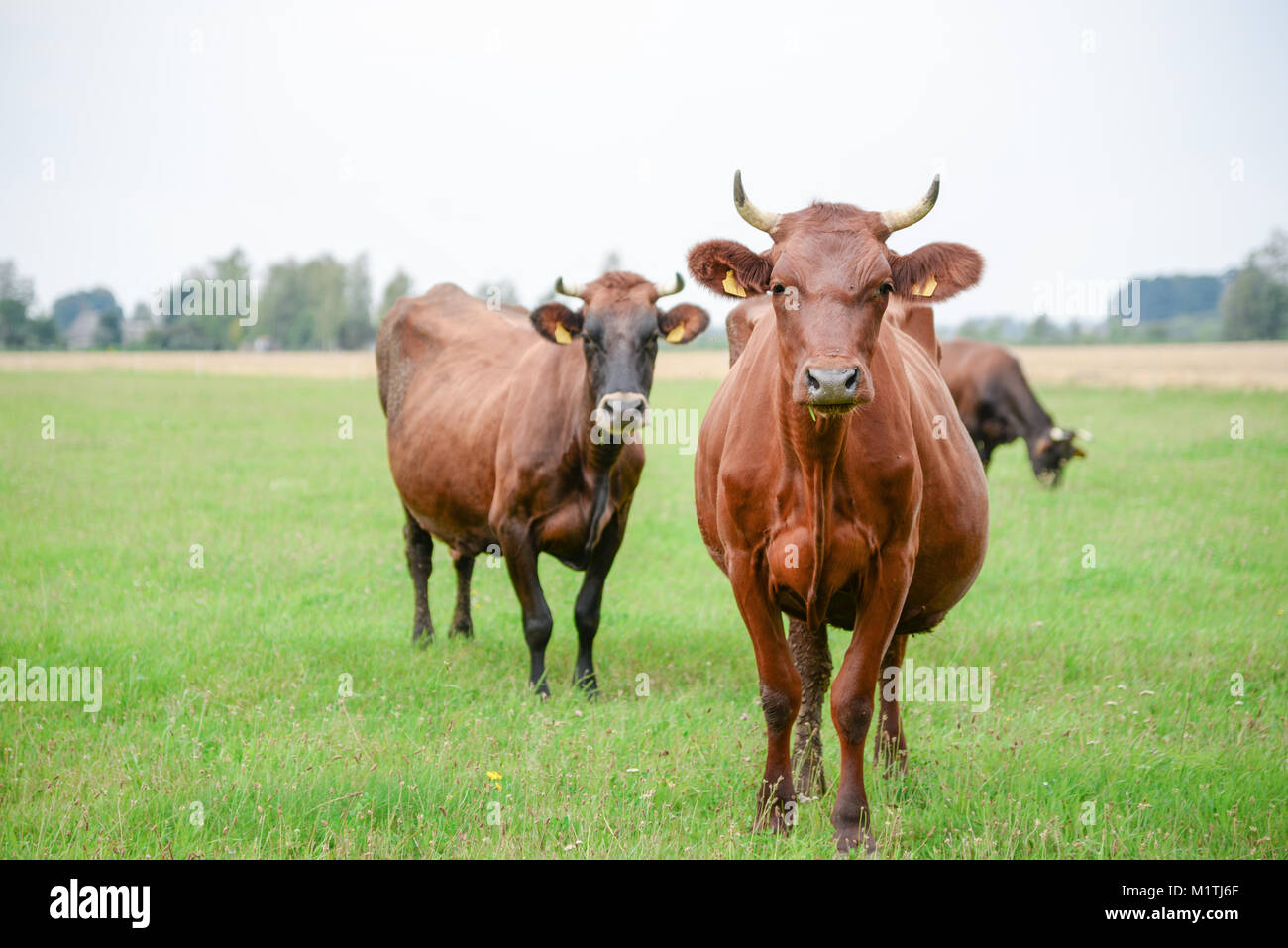 Cows eating green grass in meadow at countryside in the middle of ...