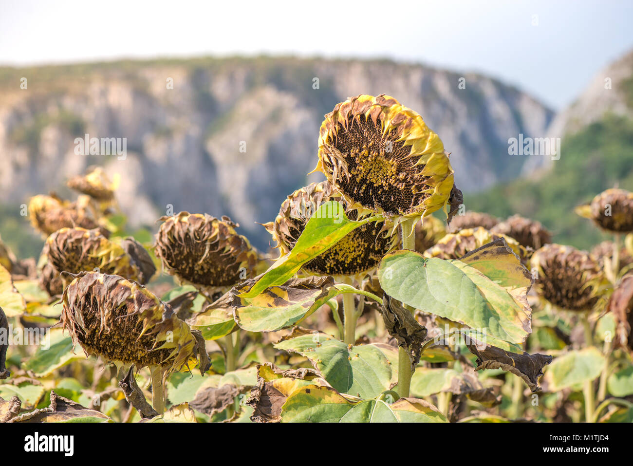 Sunflower field ready for harvest. Mountain side with a ravine, forest ...