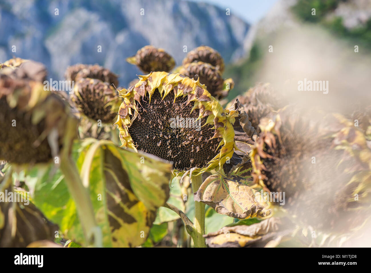 Sunflower field ready for harvest. Mountain side with a ravine, forest ...