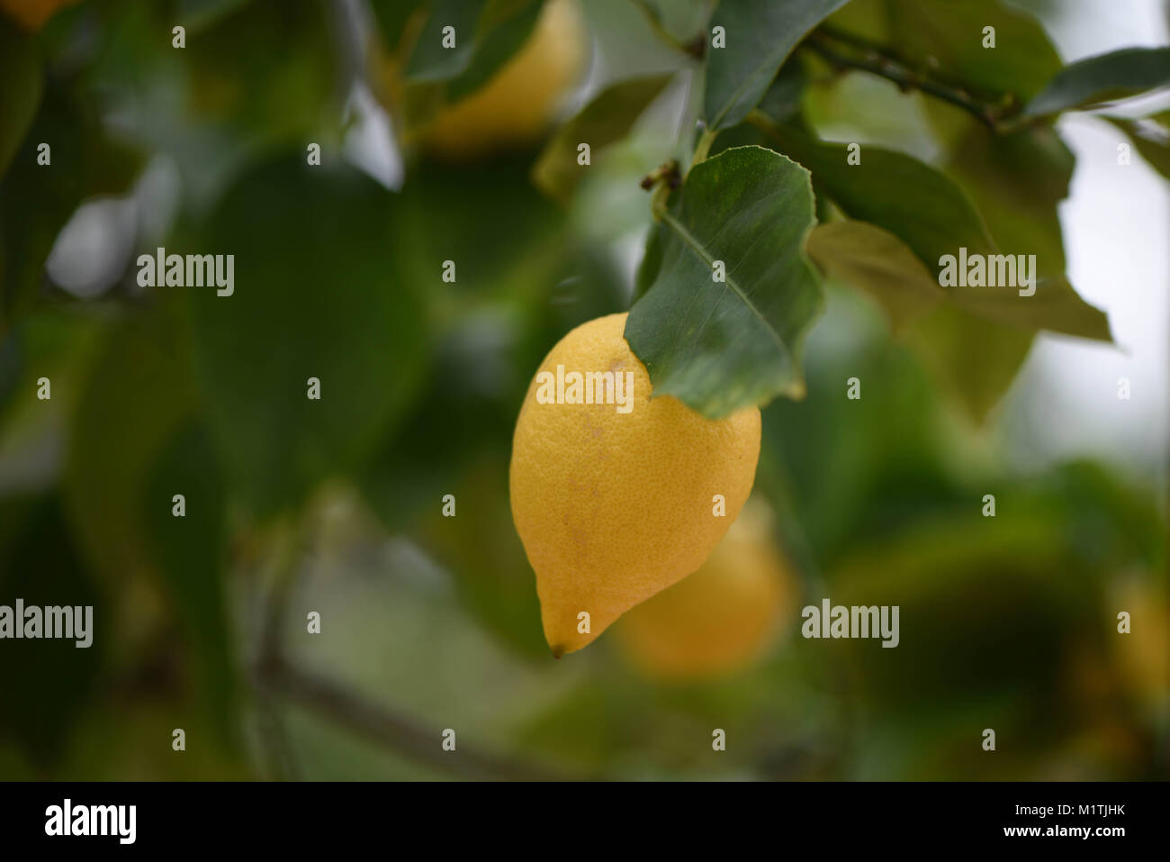 food of fresh yellow lemons hanging on a fruit tree with green leaves ...