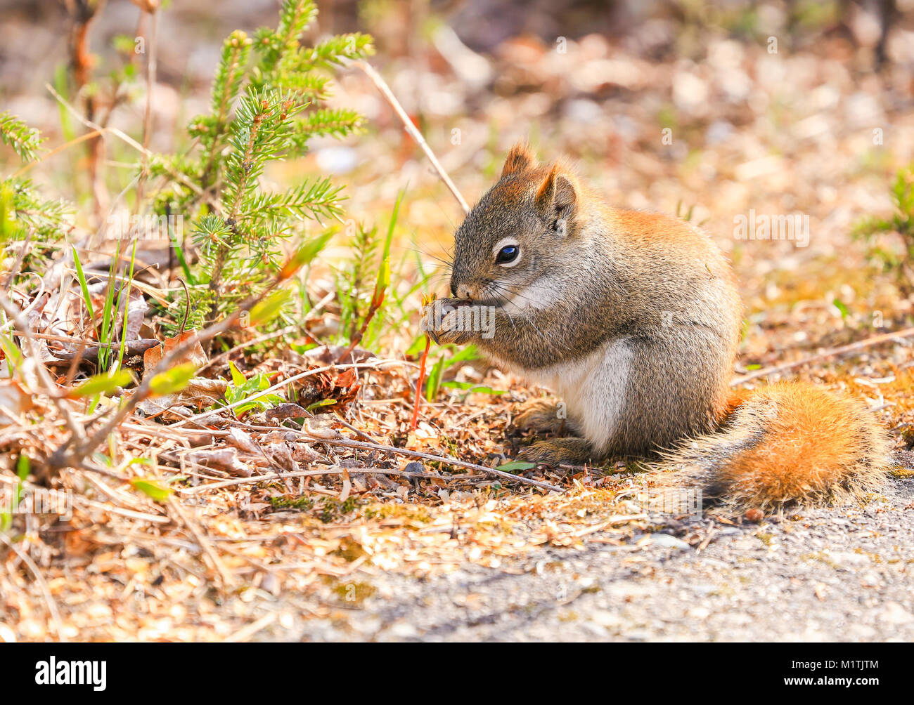 Alaska red squirrel hires stock photography and images Alamy