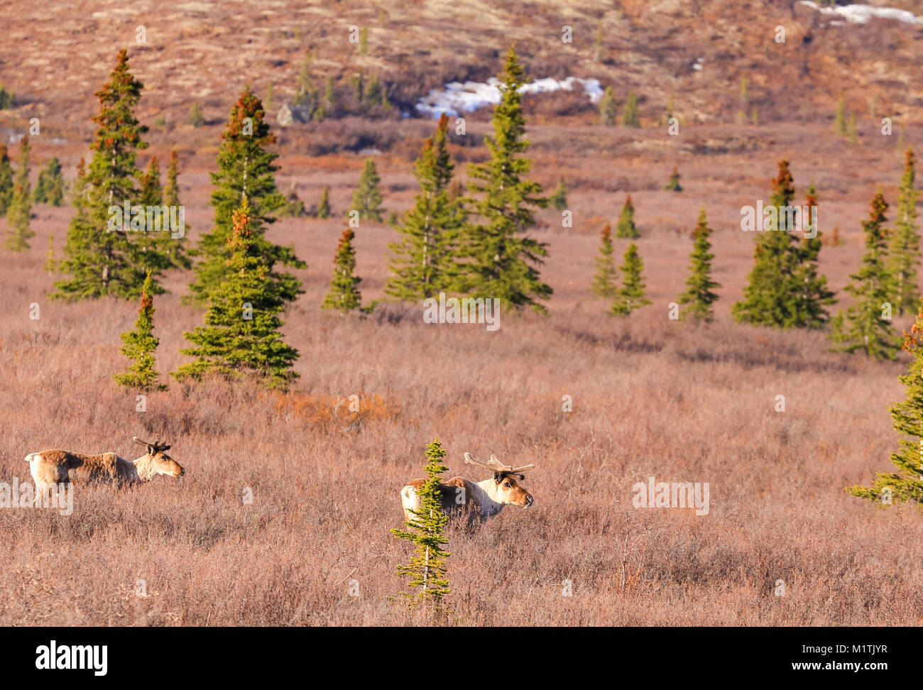 Two caribous in Denali National Park in Alaska Stock Photo Alamy