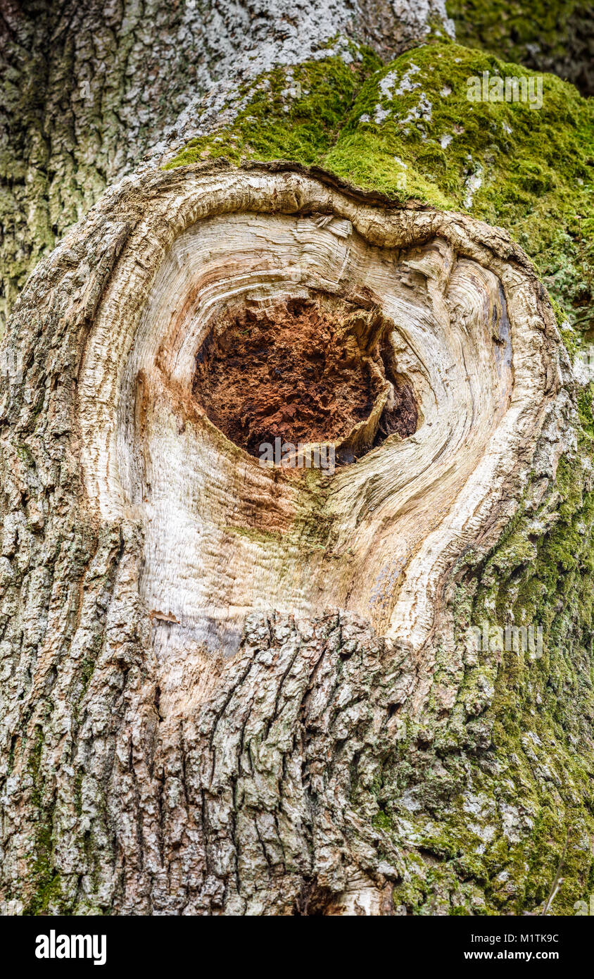 Oak tree trunk hole hires stock photography and images Alamy