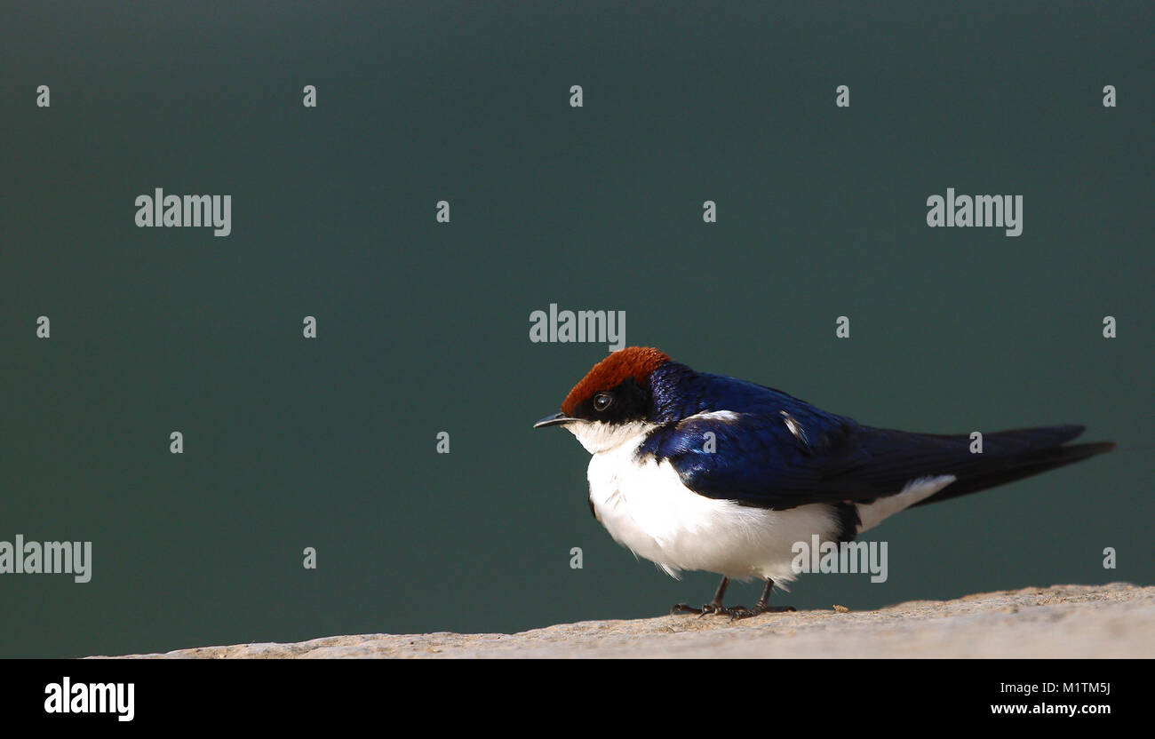 Wire Tailed Swallow perching on the river banks Stock Photo