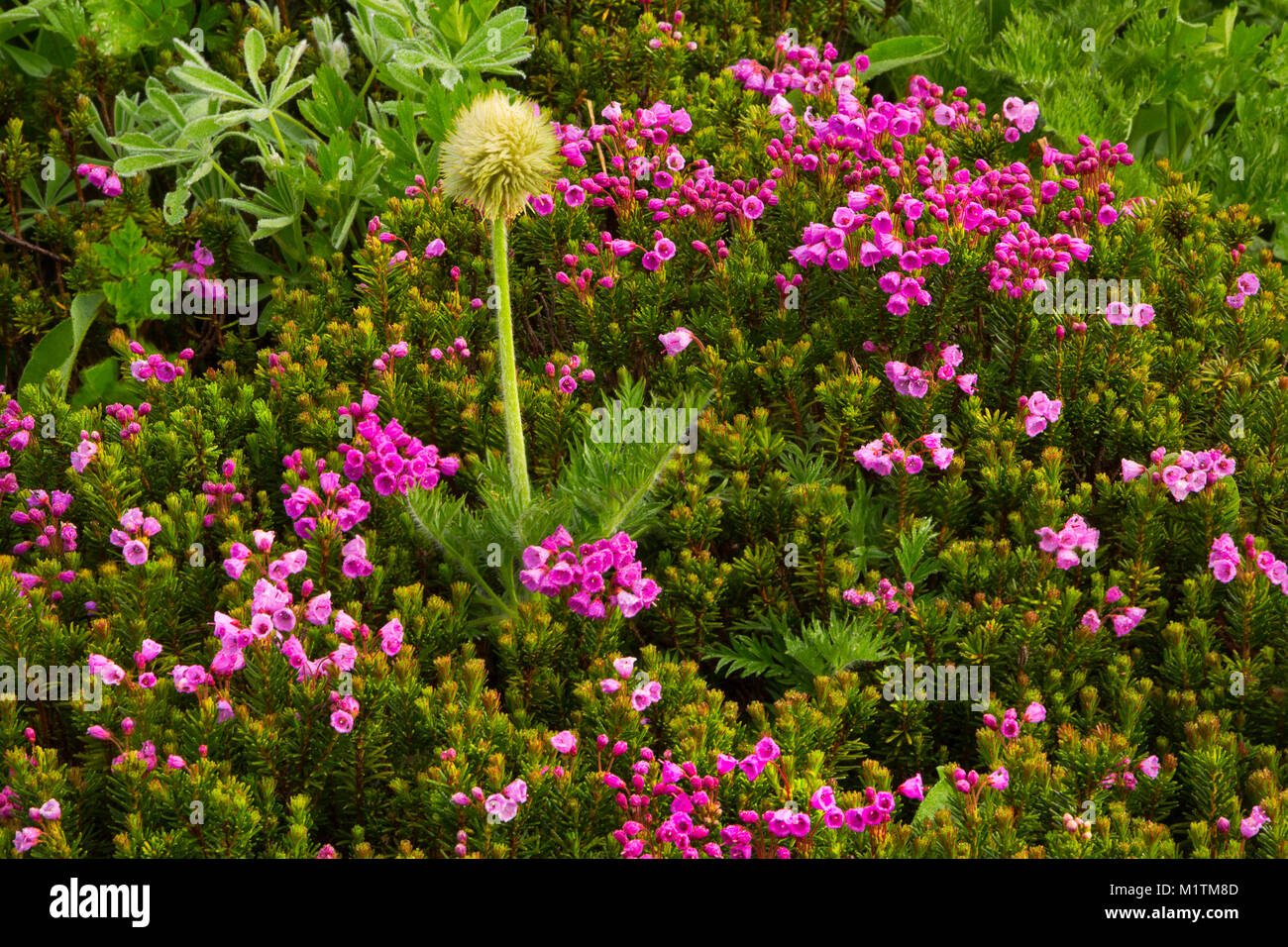 Pink Mountain Heather (Phyllodoce empetriformis) and Pasqueflower (Anemone occidentalis) at a Mount Rainier National Park meadow. Washington, Summer.  Stock Photo