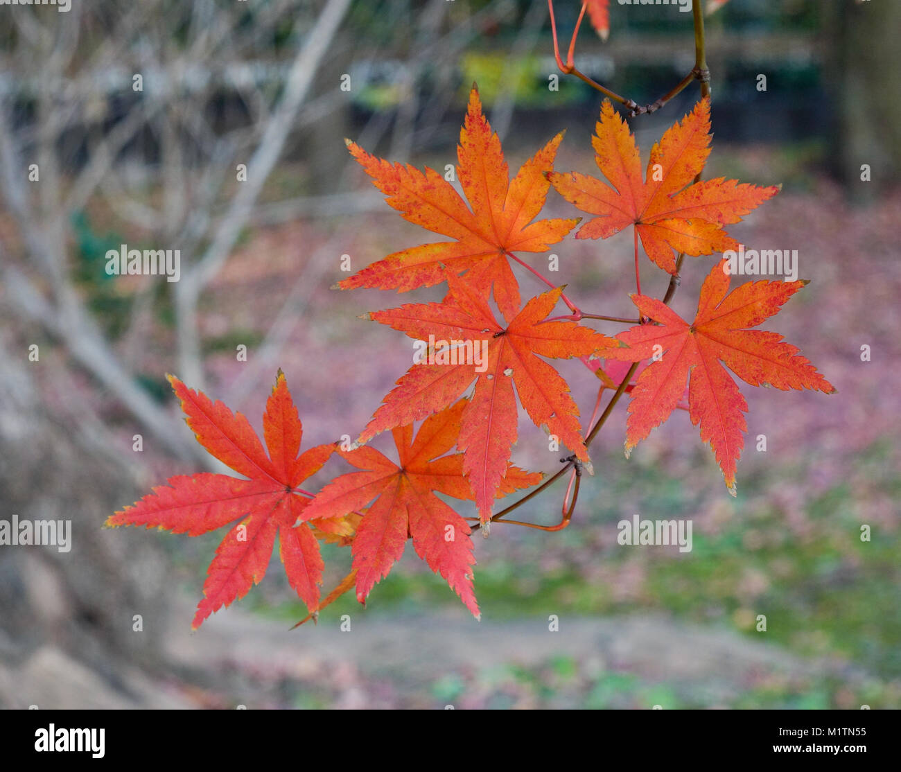 Maple leaves at sunny day in autumn garden. Nature background Stock ...