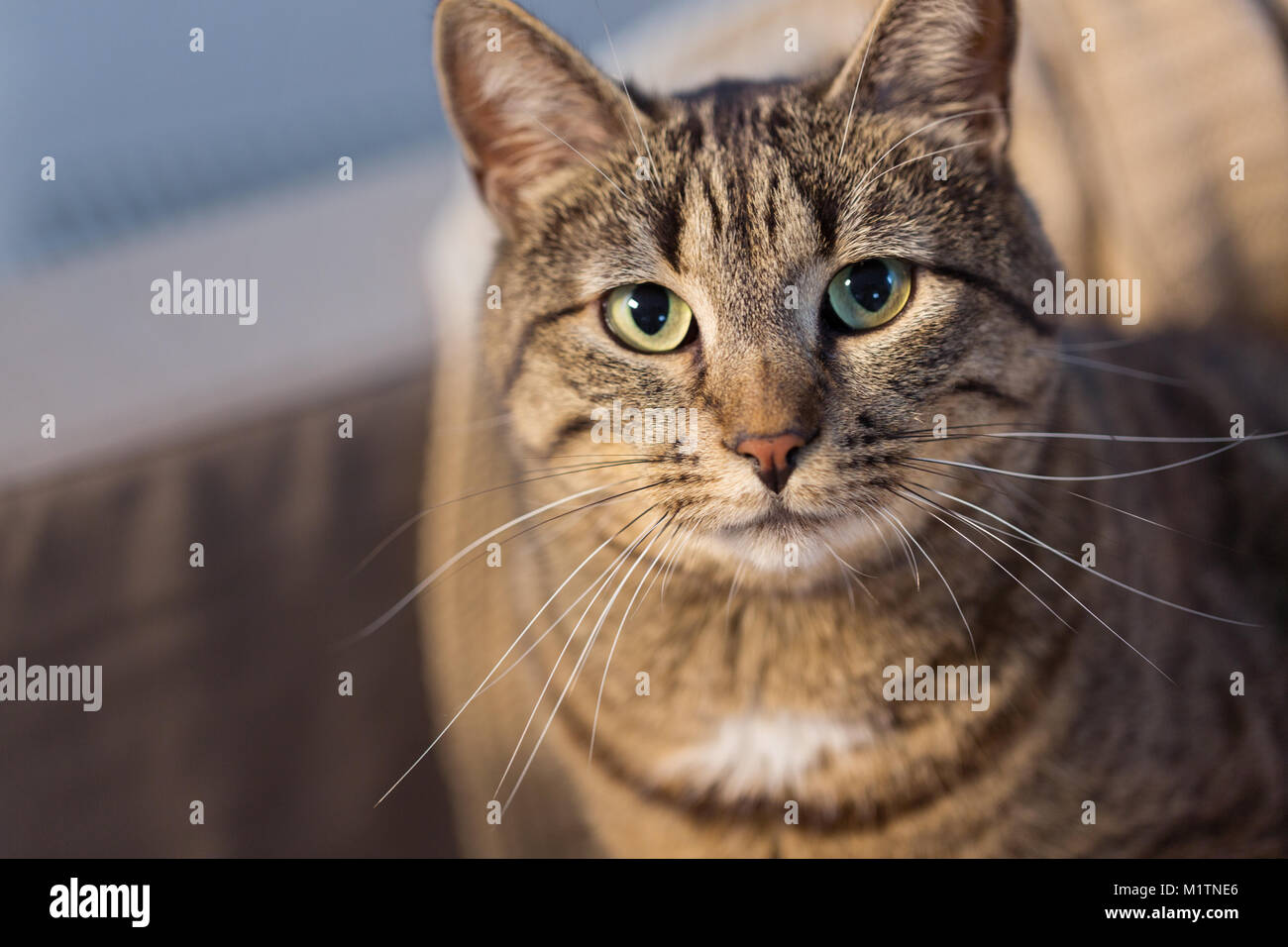 portrait of tabby cat at home Stock Photo - Alamy