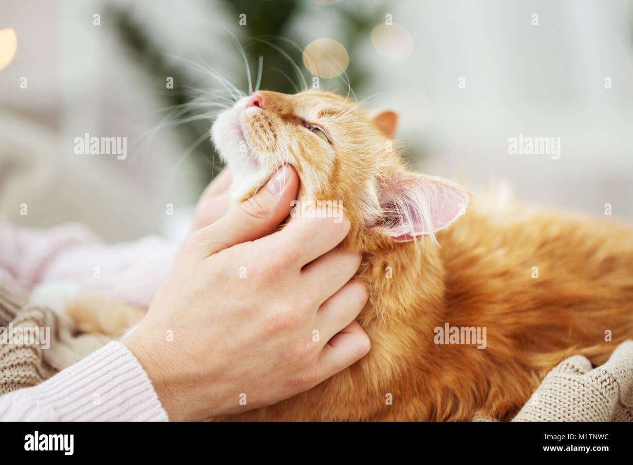 Red Cat Owner close up of owner with red cat in bed at home Stock Photo - Alamy