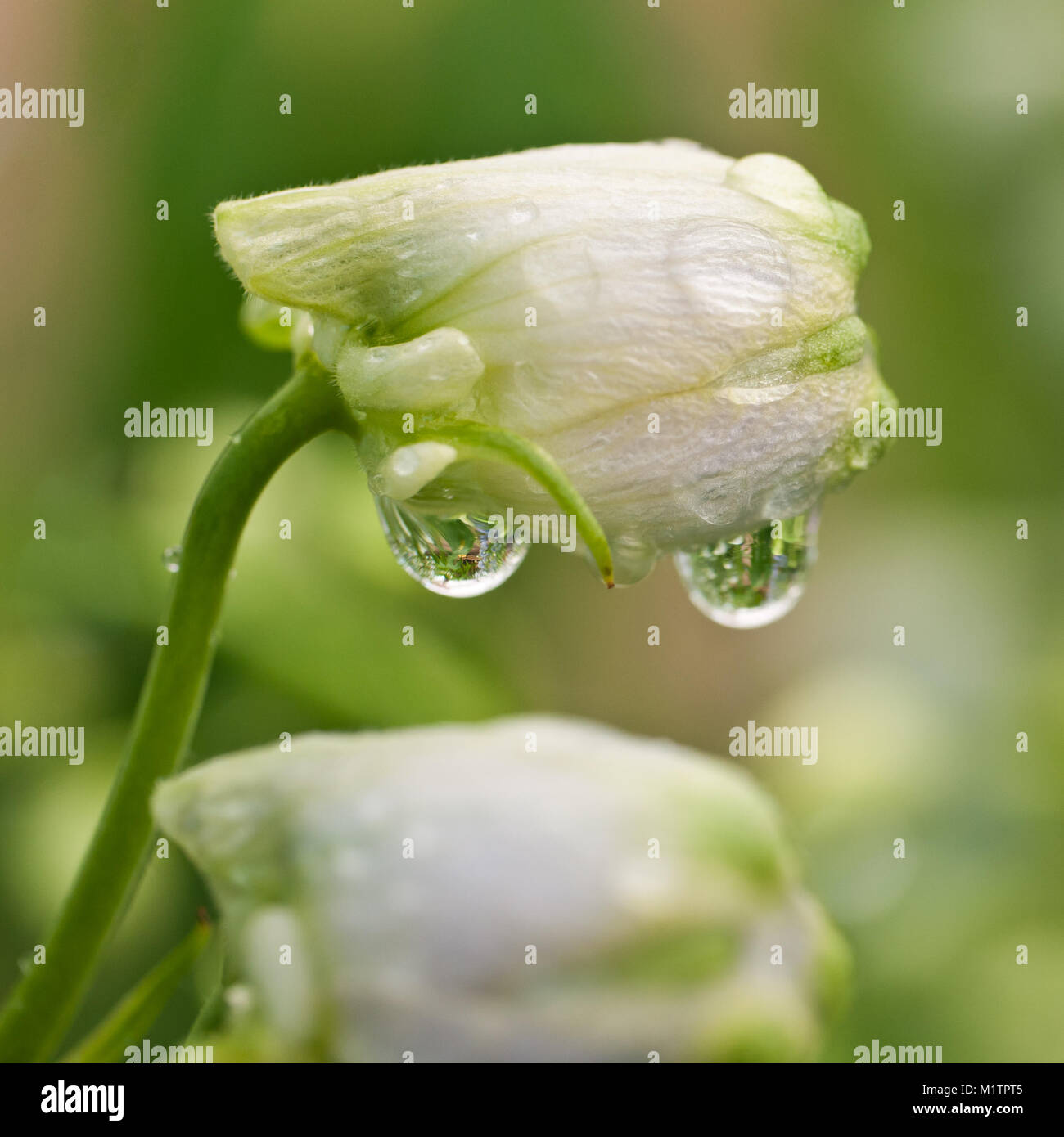 Droplets of water hanging from a delphinium bud. Stock Photo
