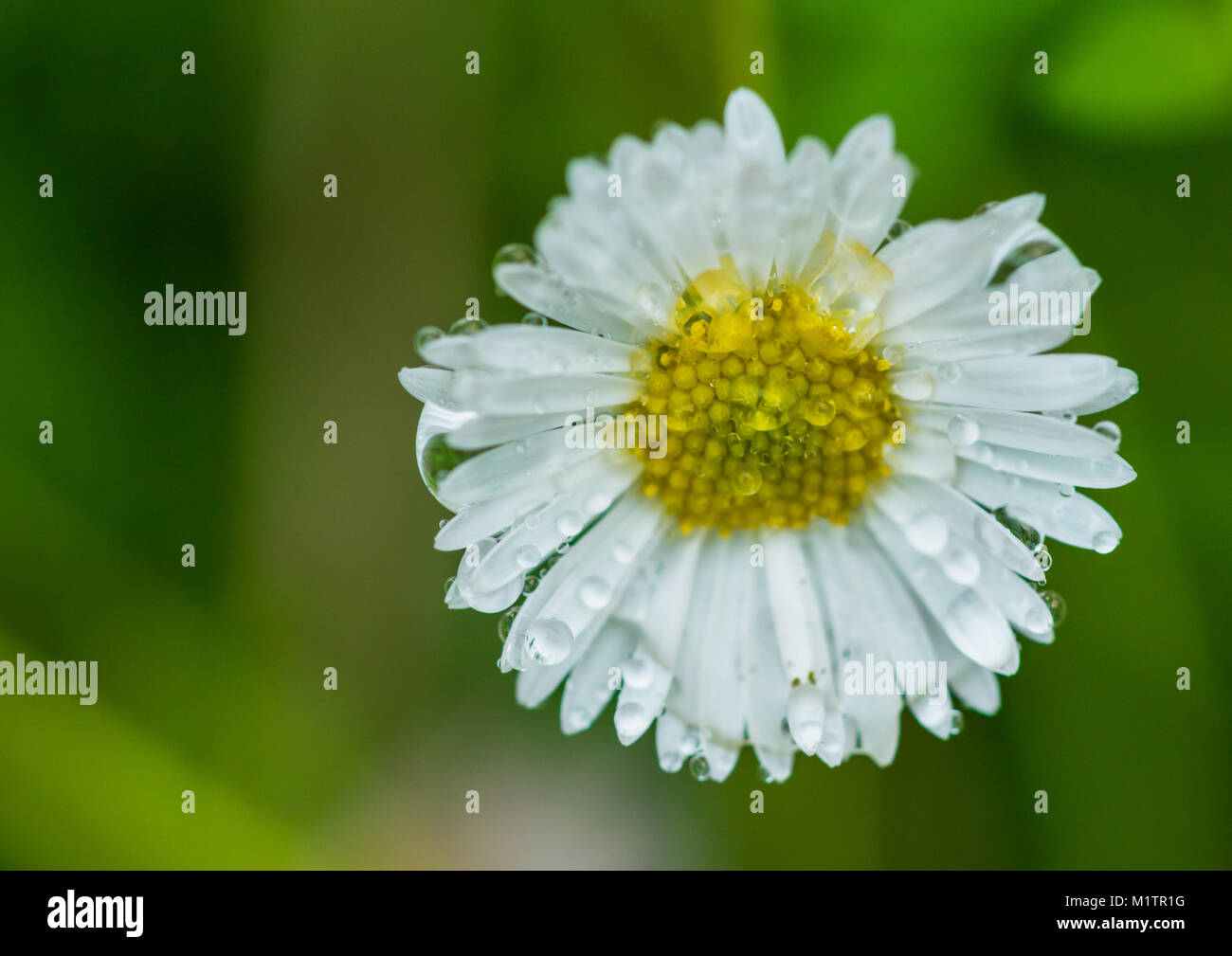 A macro shot of a small daisy like erigeron bloom. Stock Photo