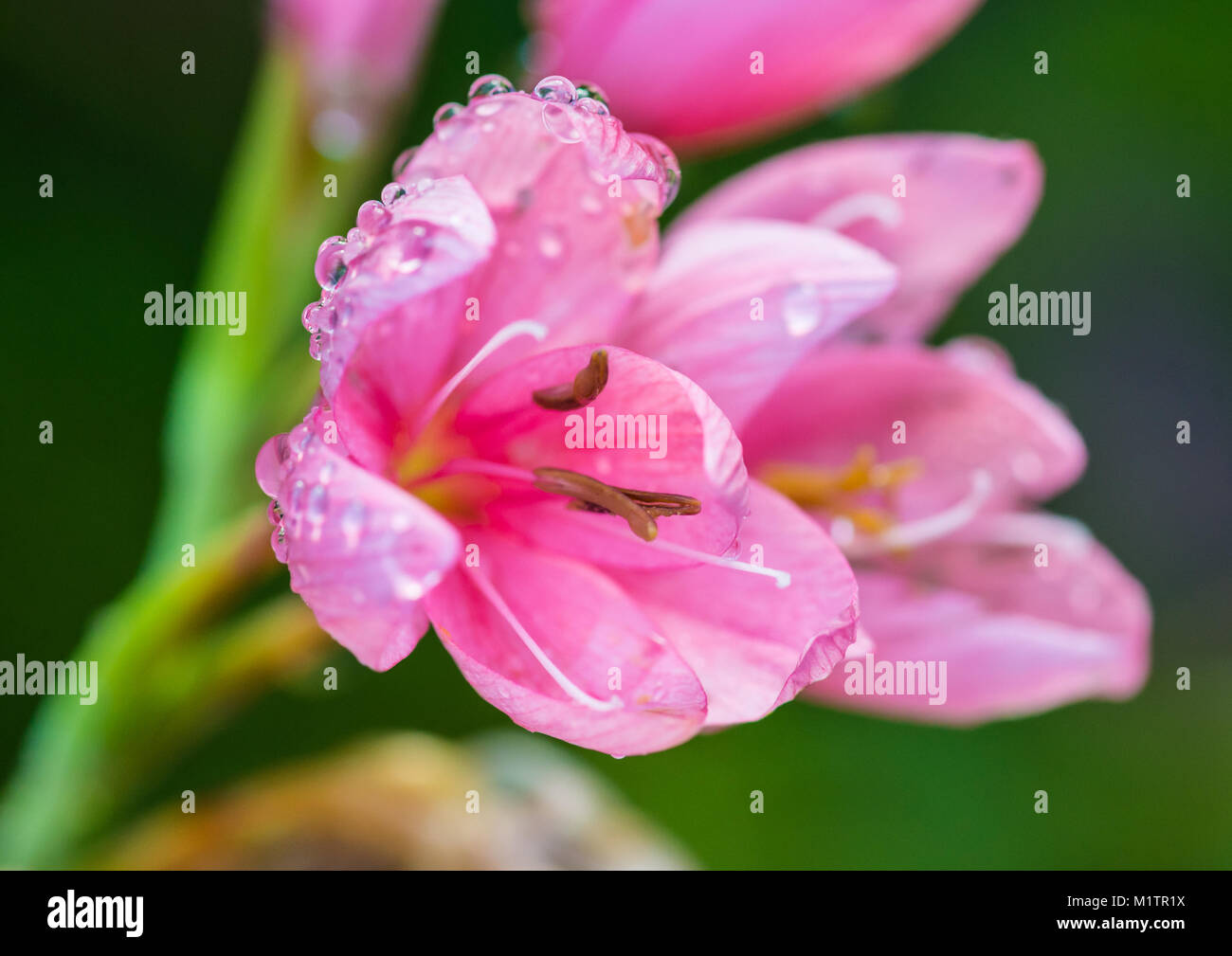 A macro shot of some pink river lily blooms Stock Photo Alamy
