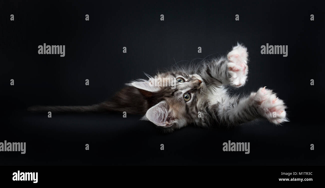 Lazy Maine Coon cat / kitten laying sideways and stretching out looking