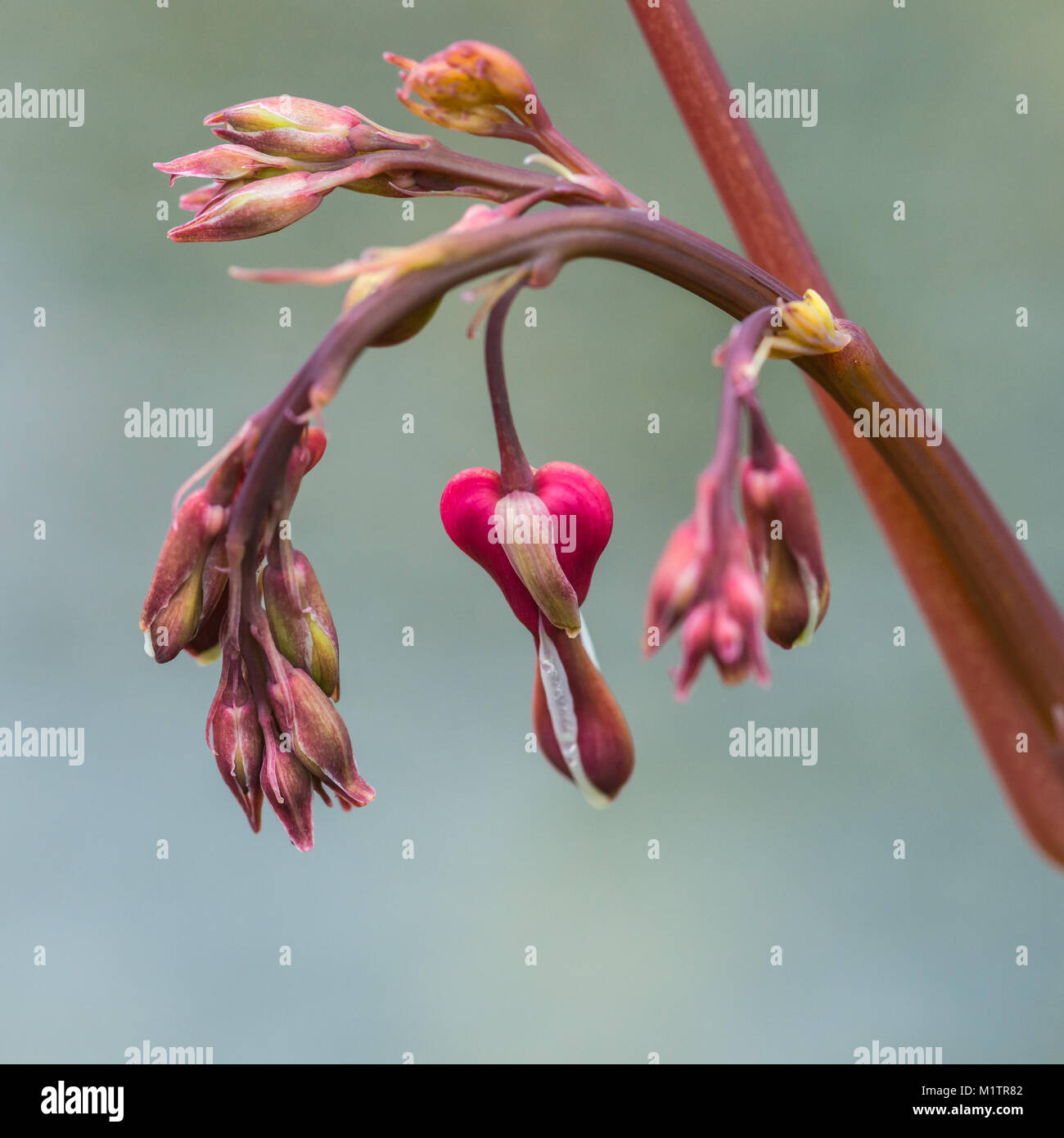 Bleeding heart flower buds hi-res stock photography and images - Alamy