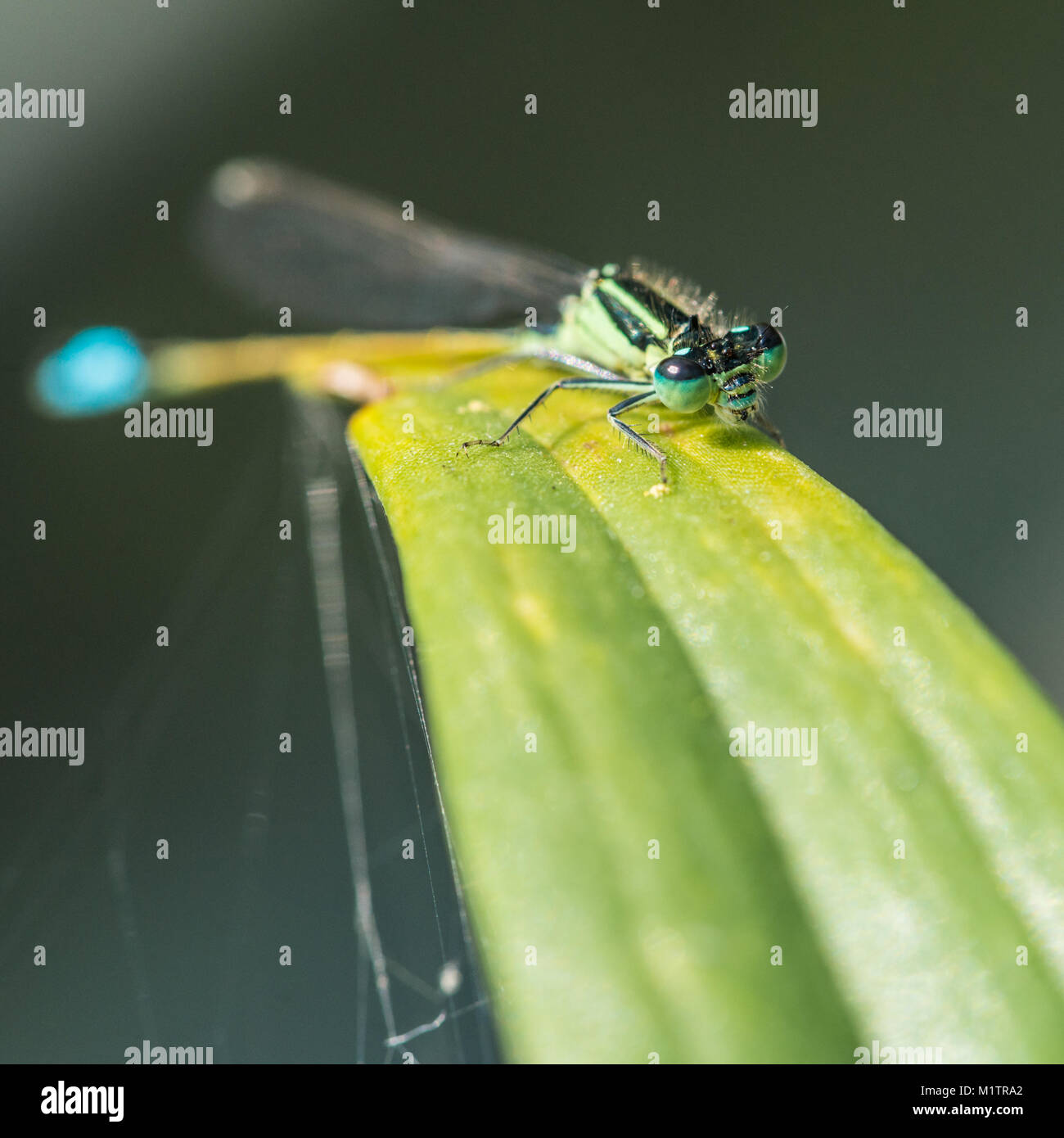 A macro shot of a damselfly sitting on a green leaf Stock Photo - Alamy