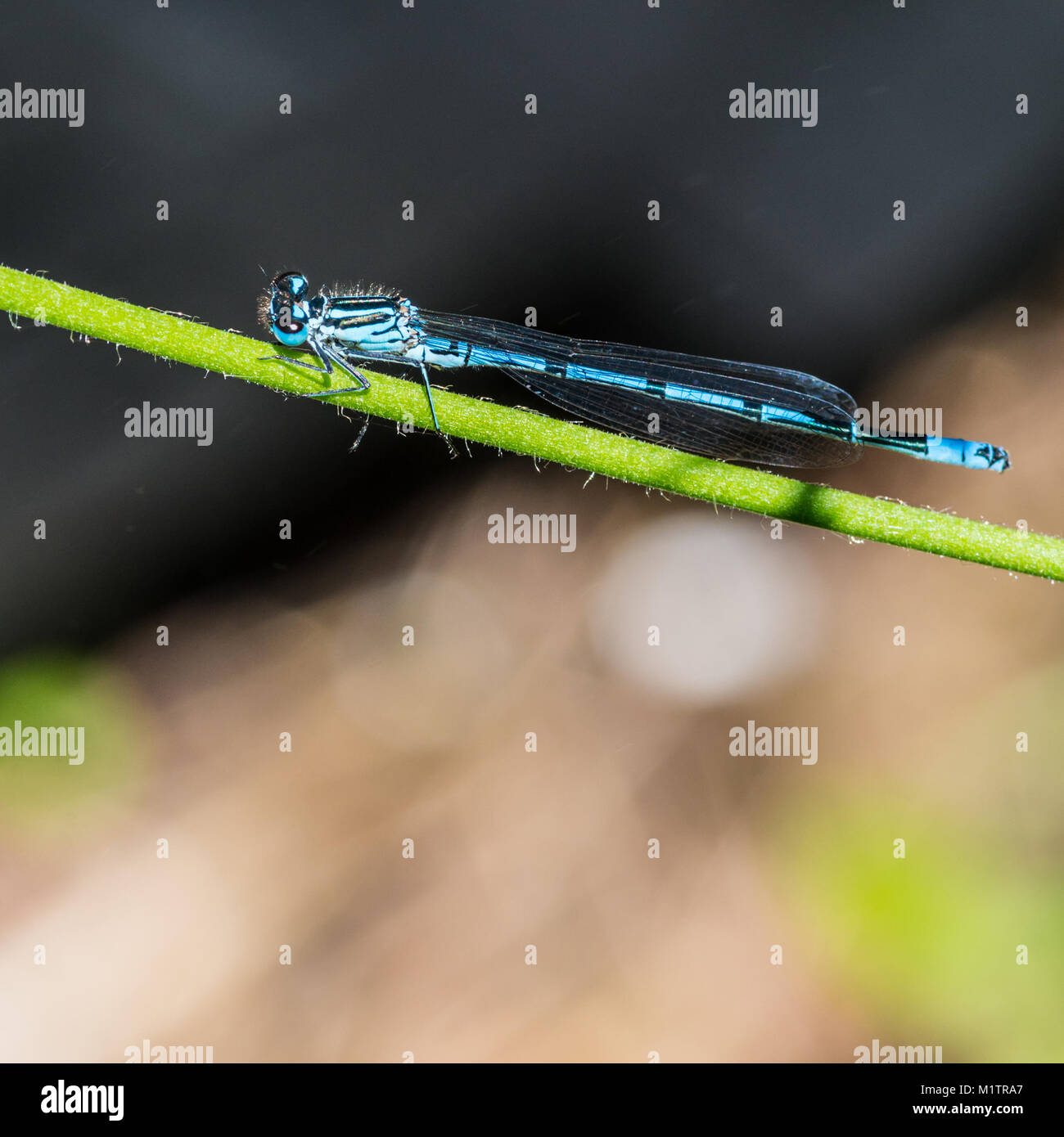 A macro shot of an azure damselfly Stock Photo - Alamy