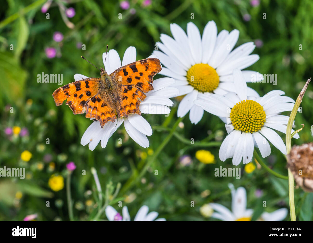 A macro shot of a comma butterfly sitting on an ox eye daisy. Stock Photo