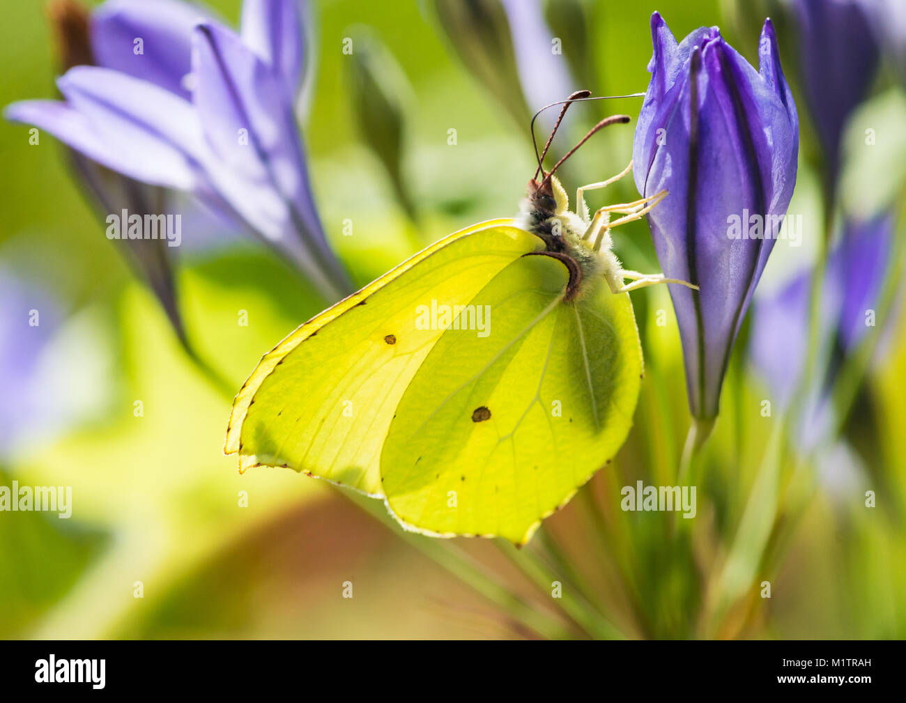 A macro shot of a brimstone butterfly collecting pollen from a blue grassnut bloom. Stock Photo