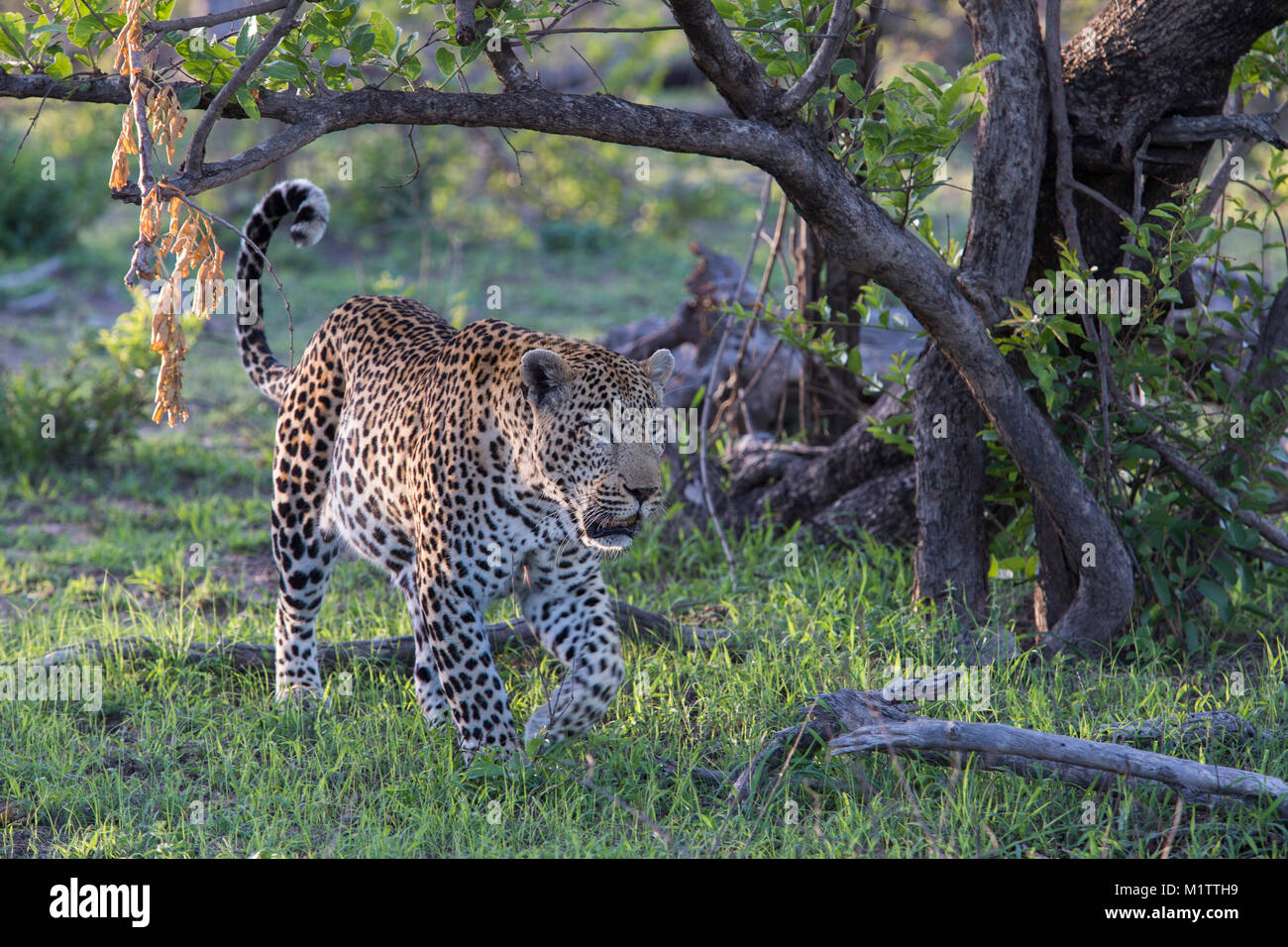 A full-grown adult male leopard (Pantehera pardus) walking in lush green grass Stock Photo