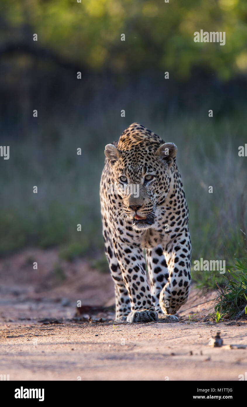 A full-grown adult male leopard (Pantehera pardus) walking Stock Photo