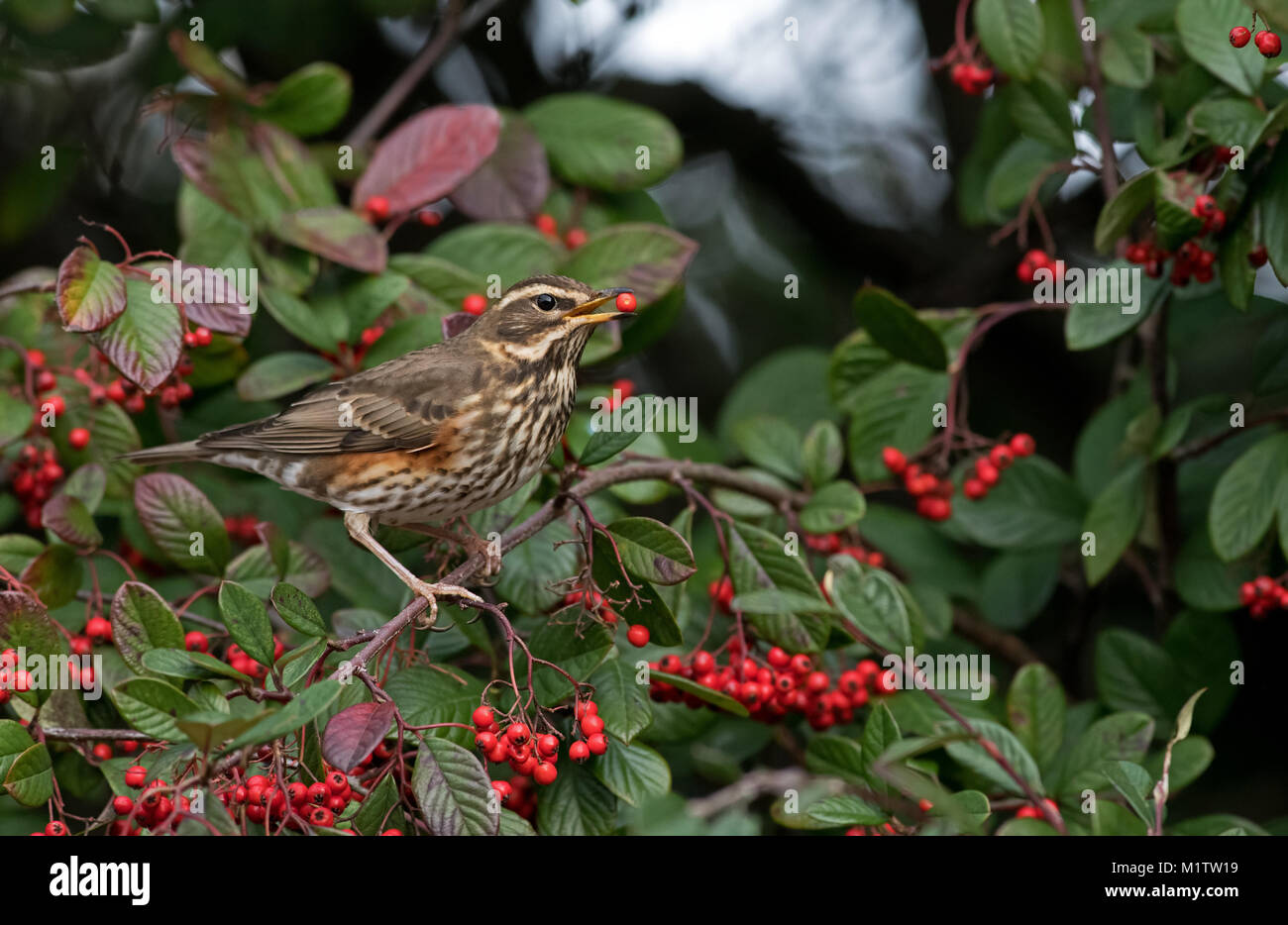 Redwing-Turdus iliacus feeds on Cotoneaster Berries. Winter. Stock Photo