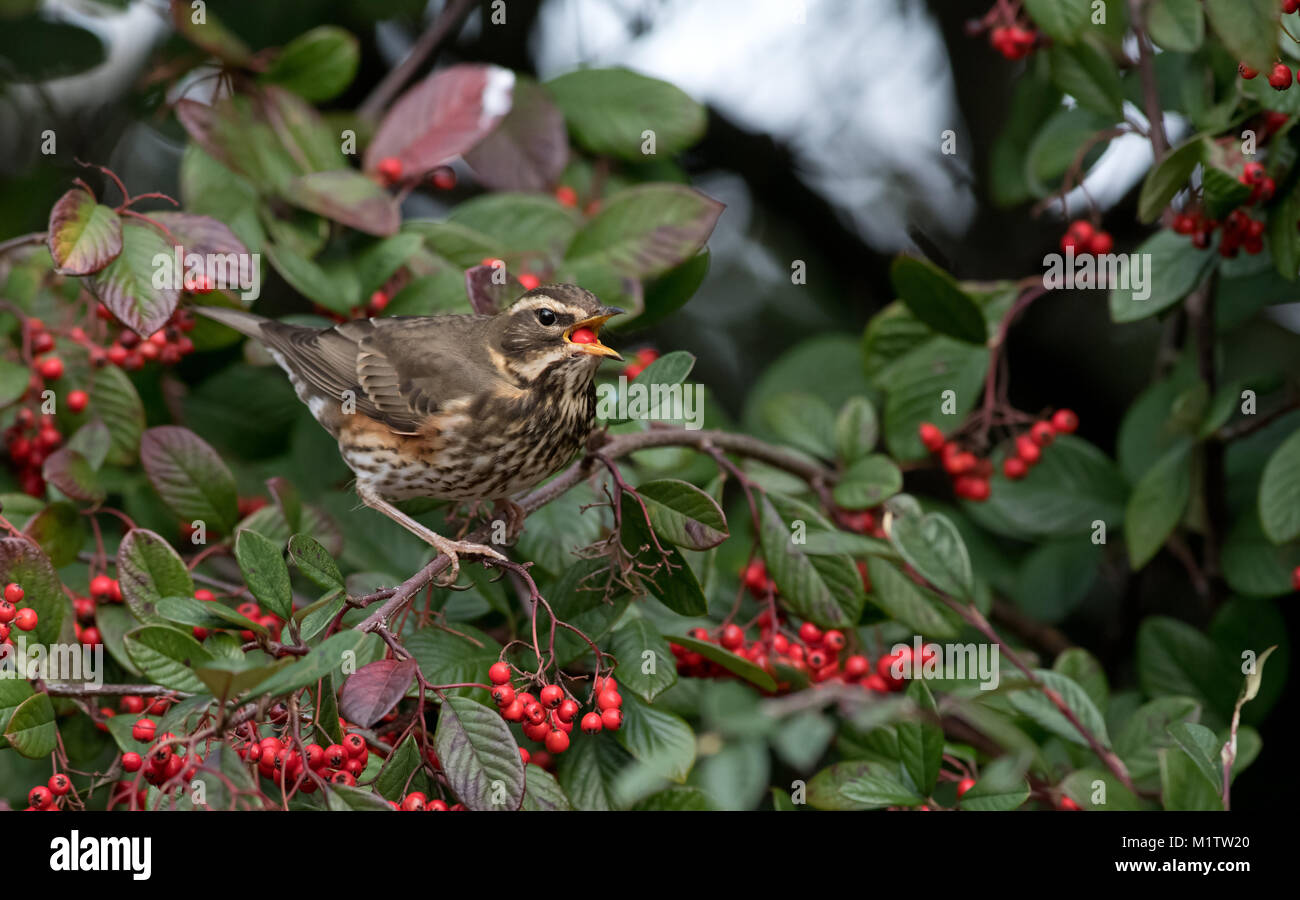 Redwing-Turdus iliacus feeds on Cotoneaster Berries. Winter. Stock Photo
