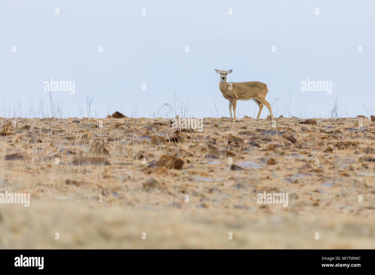 White-Tailed deer stands on a rocky ridge where the grass has been ...