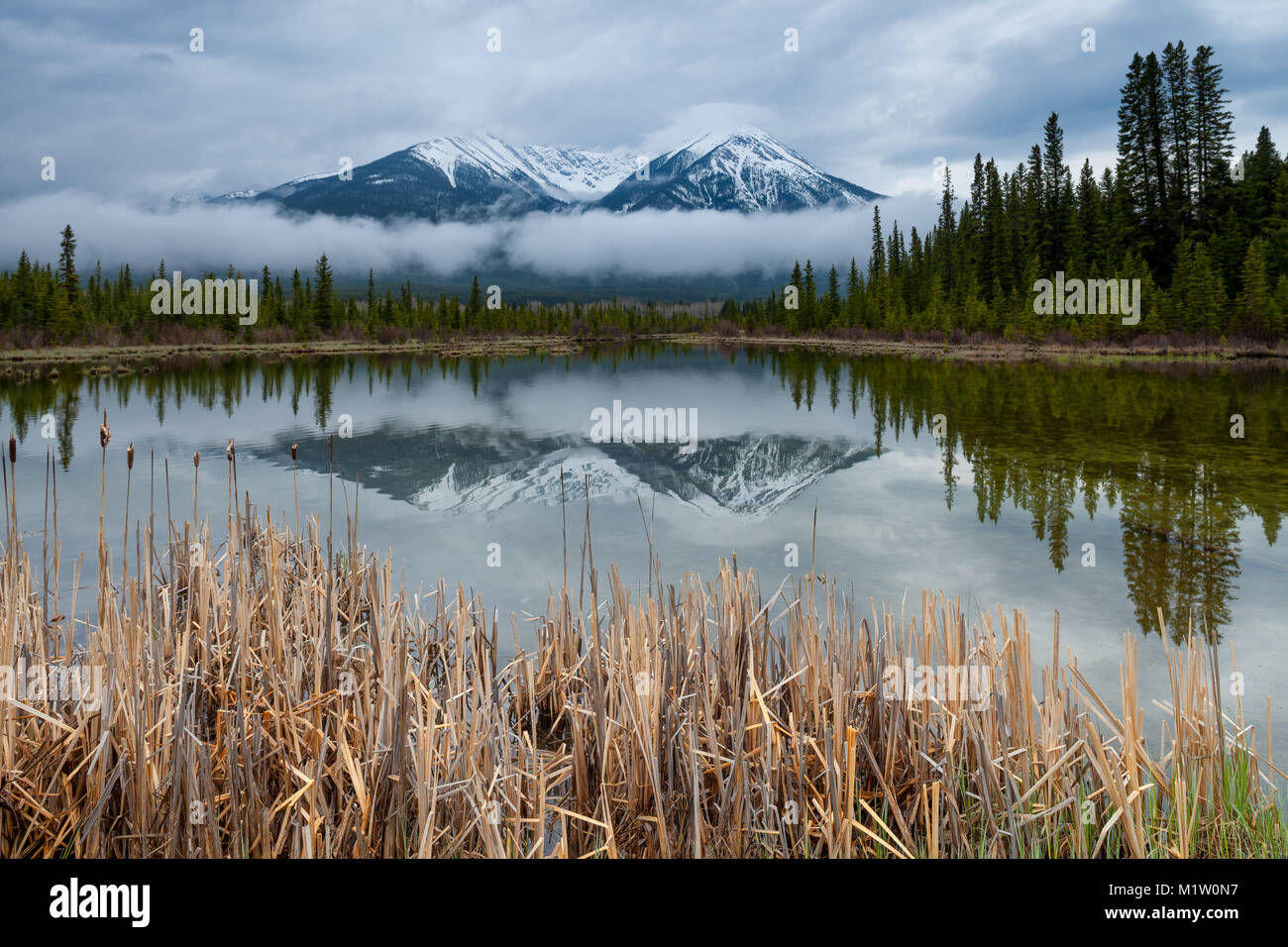 Reeds at Vermillion Lakes in Banff National Park, Alberta, Canada with
