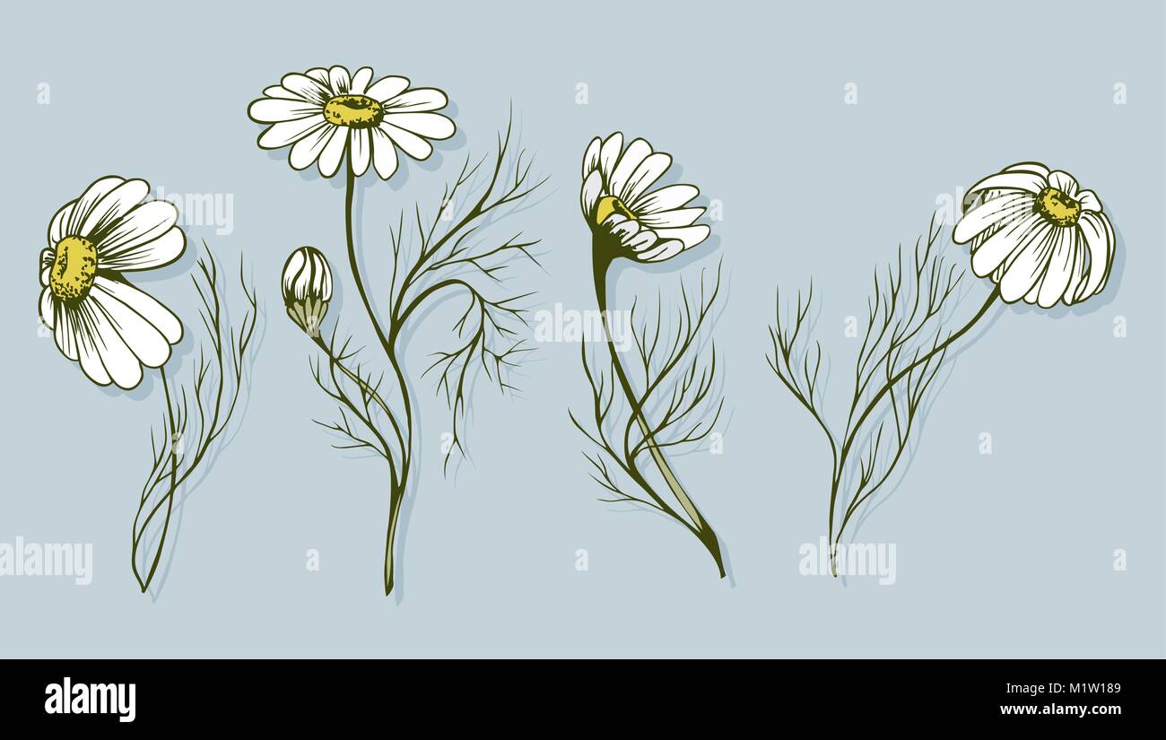 Medical chamomile on background Stock Vector Images - Alamy