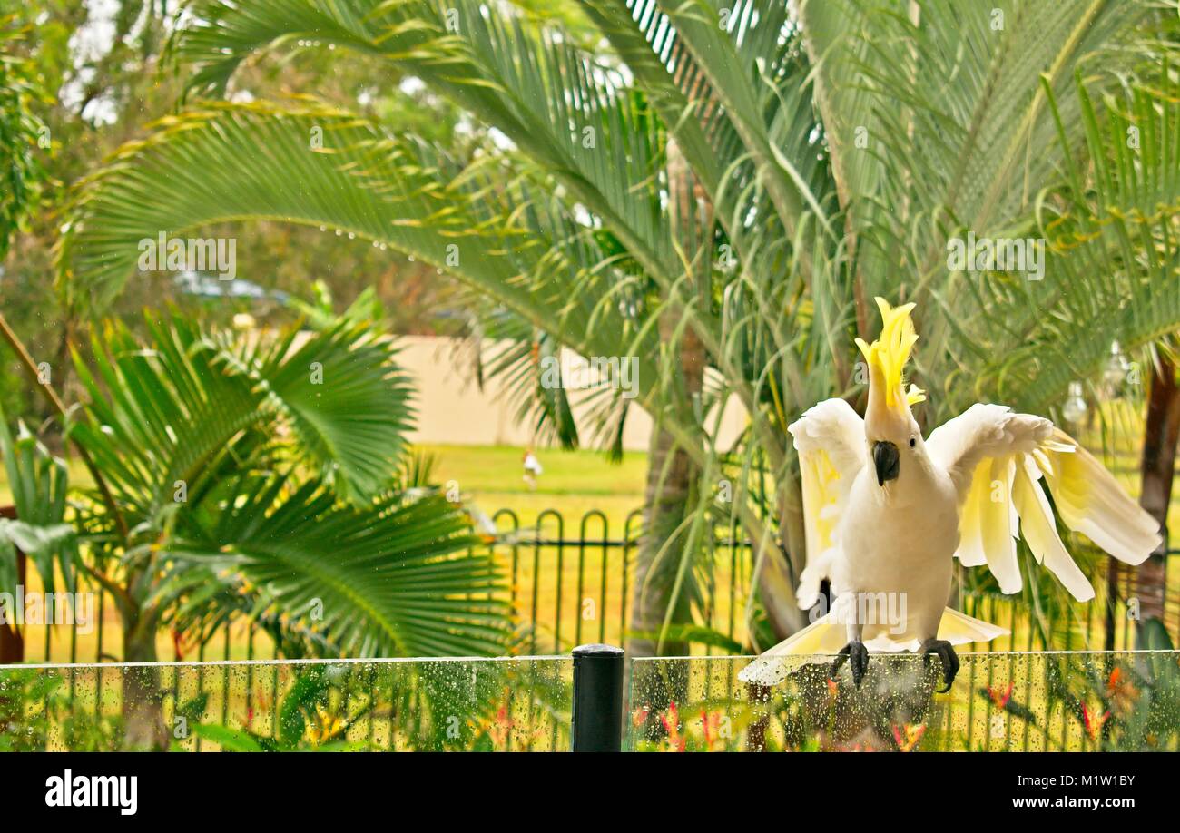 Sulphur crested cockatoo is flying for cover on a rainy day Stock Photo