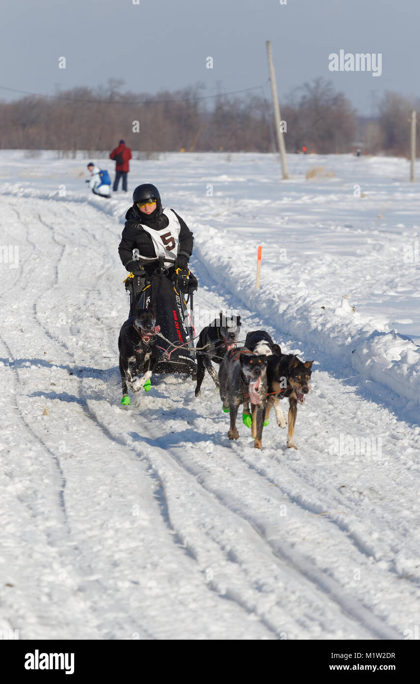 L'Epiphanie, Canada 1/28/2018 . A musher and her team of dogs race in the International Dog sled Race of Lanaudiere, Stock Photo