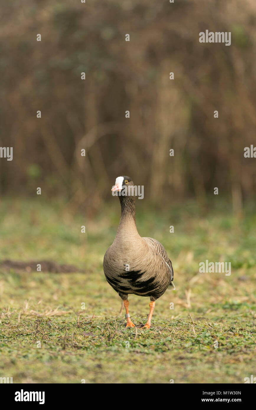 Greater white fronted goose, Anser albifrons, feeding on old pastureland, late winter in Somerset. Stock Photo