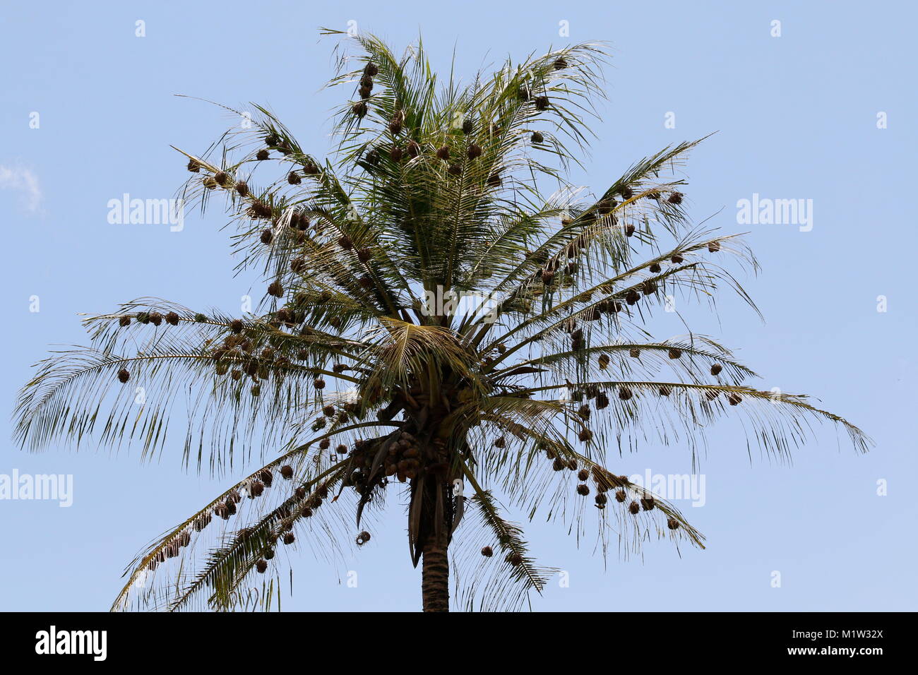 Nests of Weaver birds in a palm tree Stock Photo Alamy