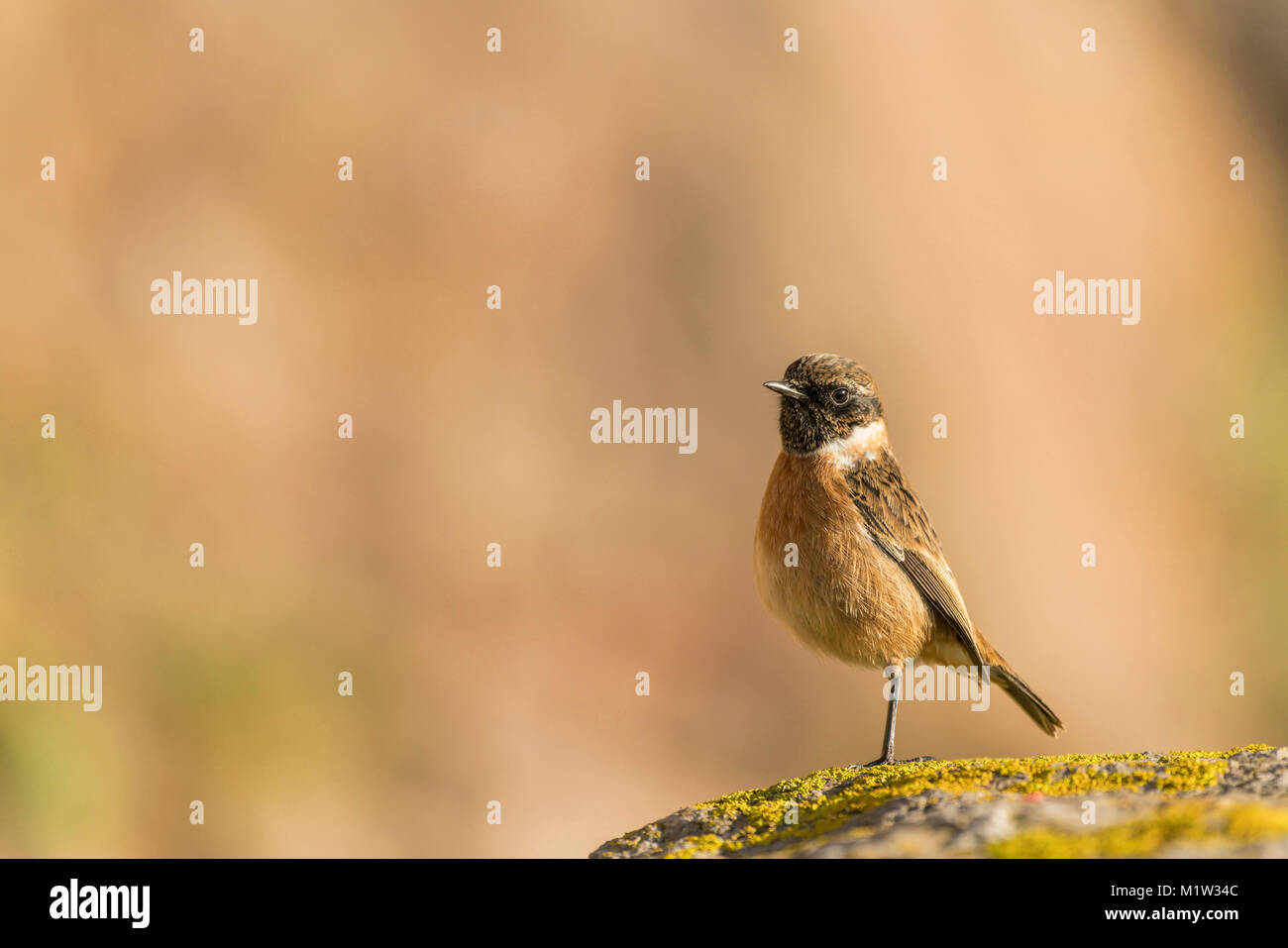 Stonechat,  Saxicola rubicola,   searching for food on an old dry stone wall,late winter in Somerset, pale diffuse background. Stock Photo