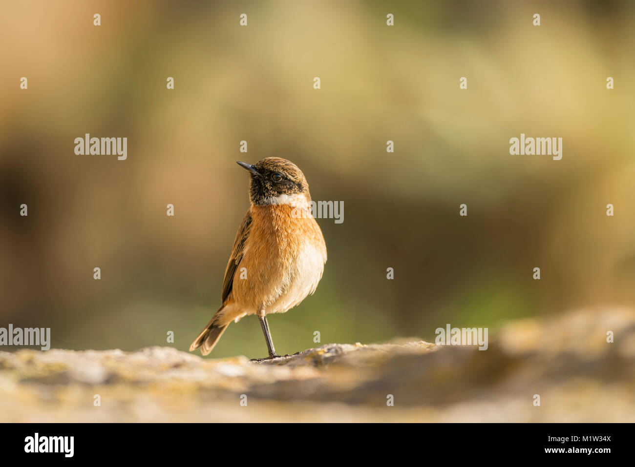 Stonechat,  Saxicola rubicola,   searching for food on an old dry stone wall,late winter in Somerset, pale diffuse background Stock Photo